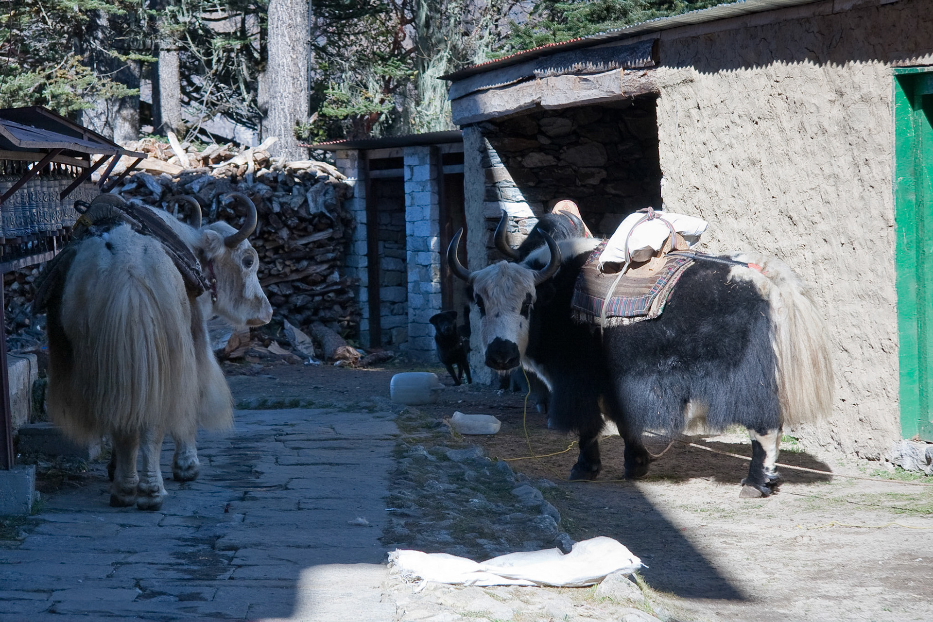 Yaks