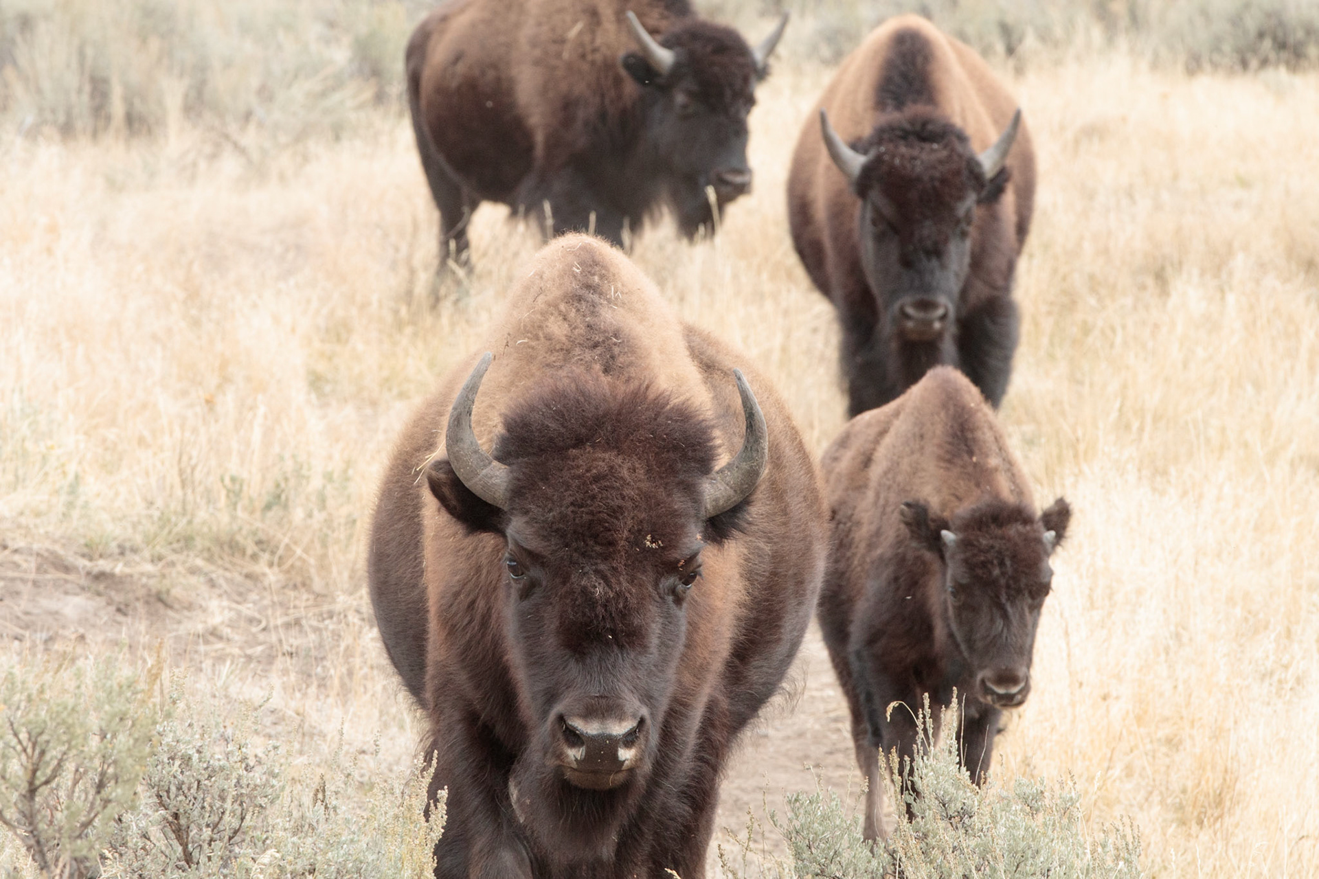 Bison