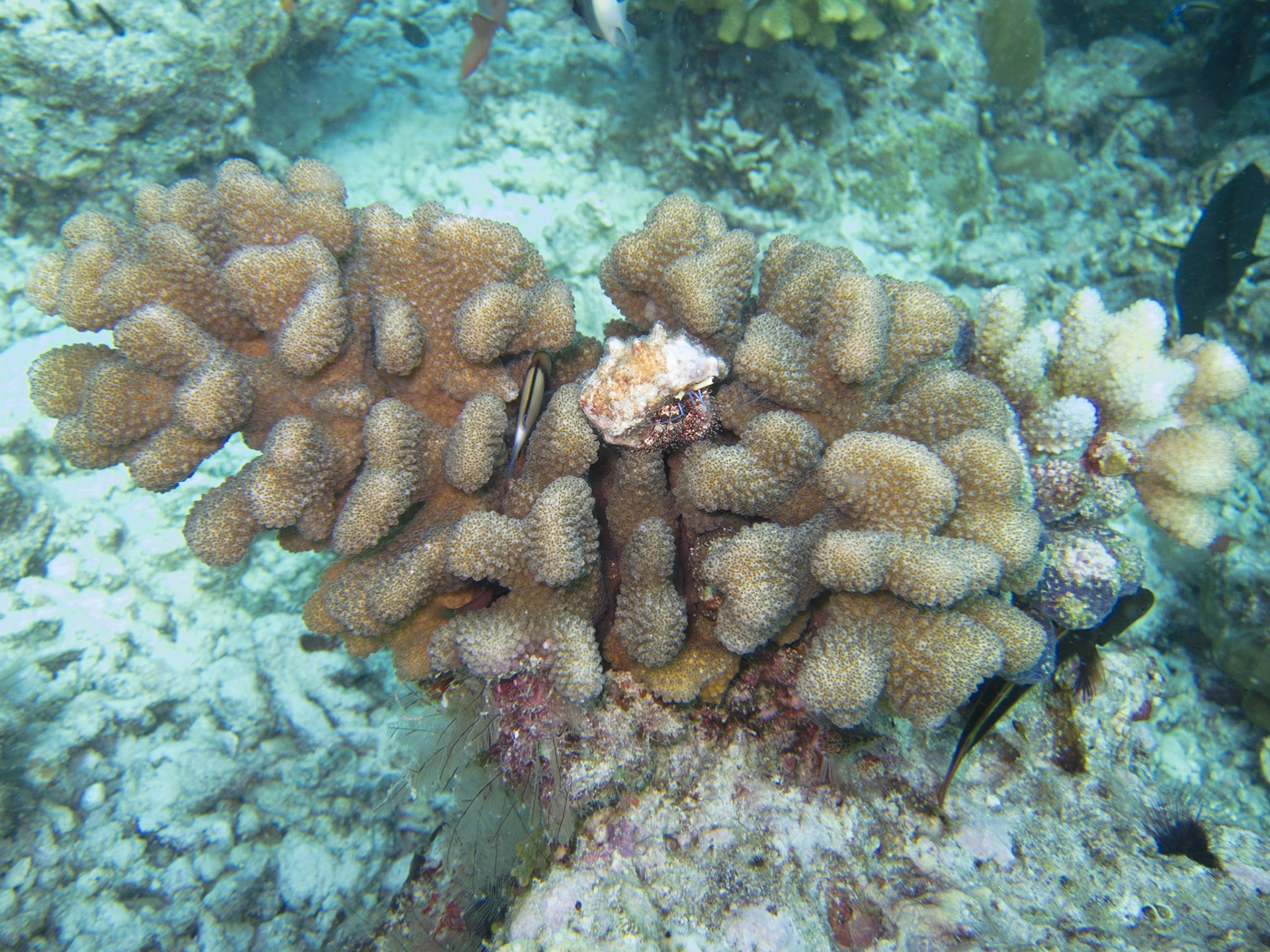 Coral