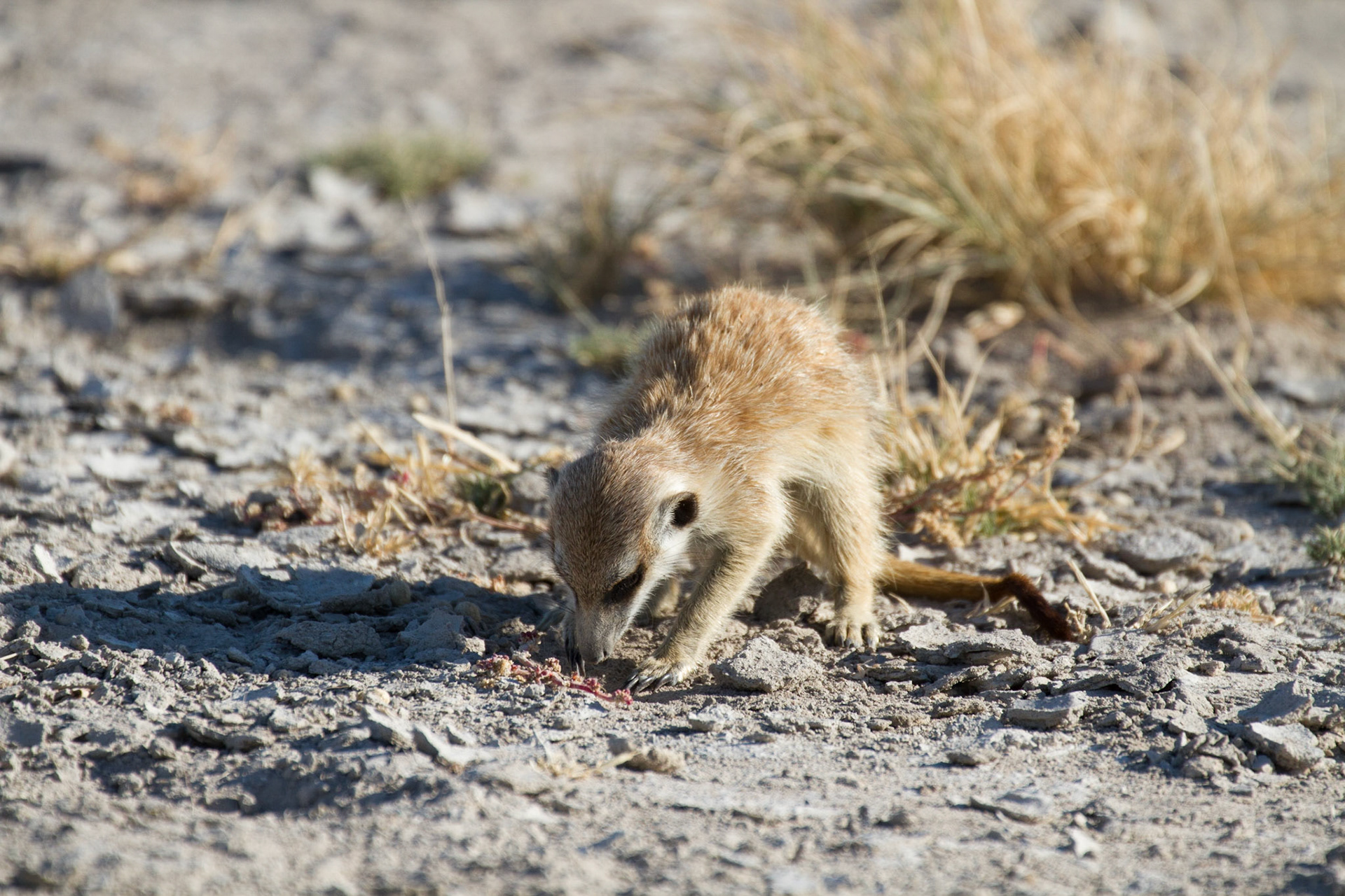 Digging for insects
