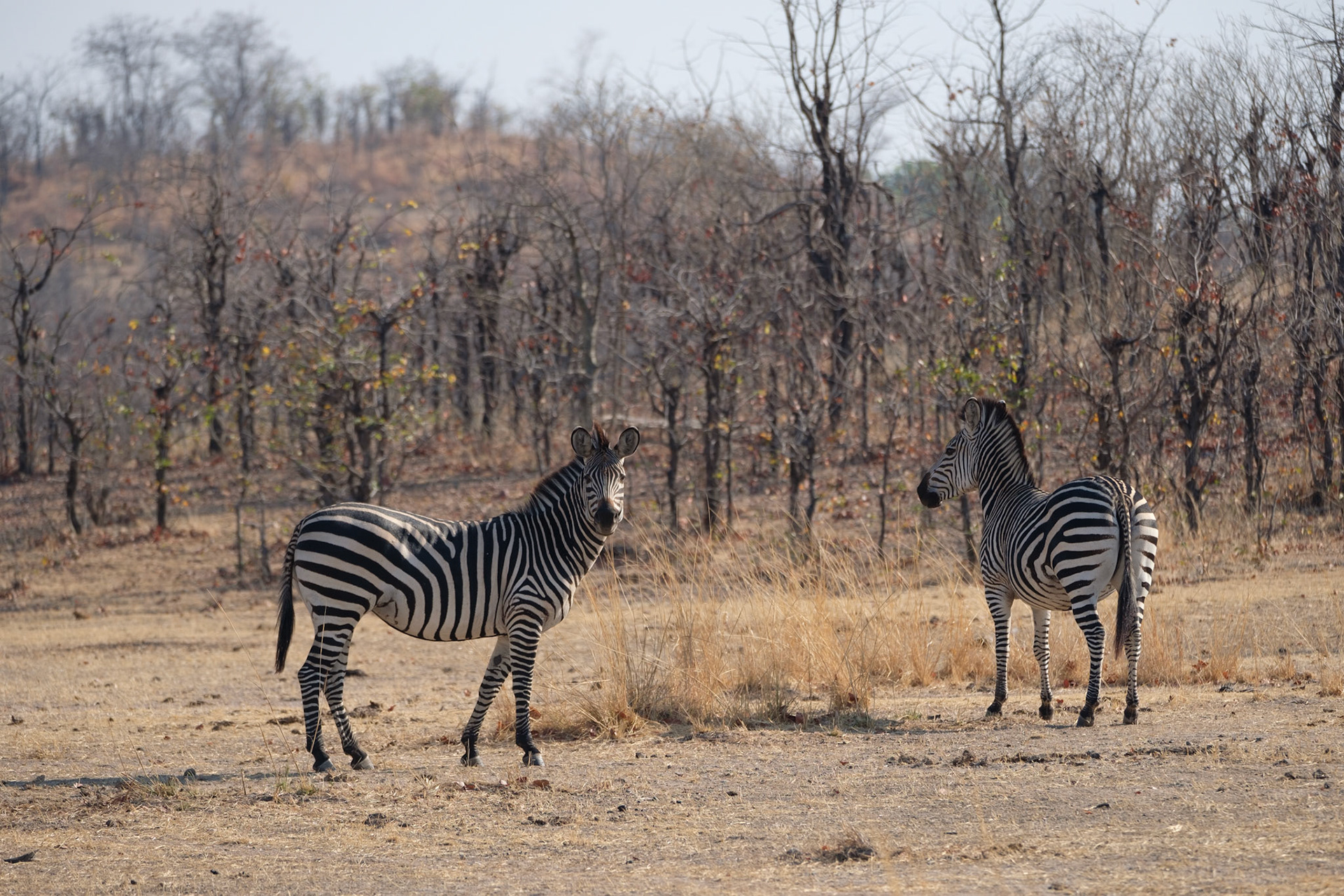 Zebra and mopane trees