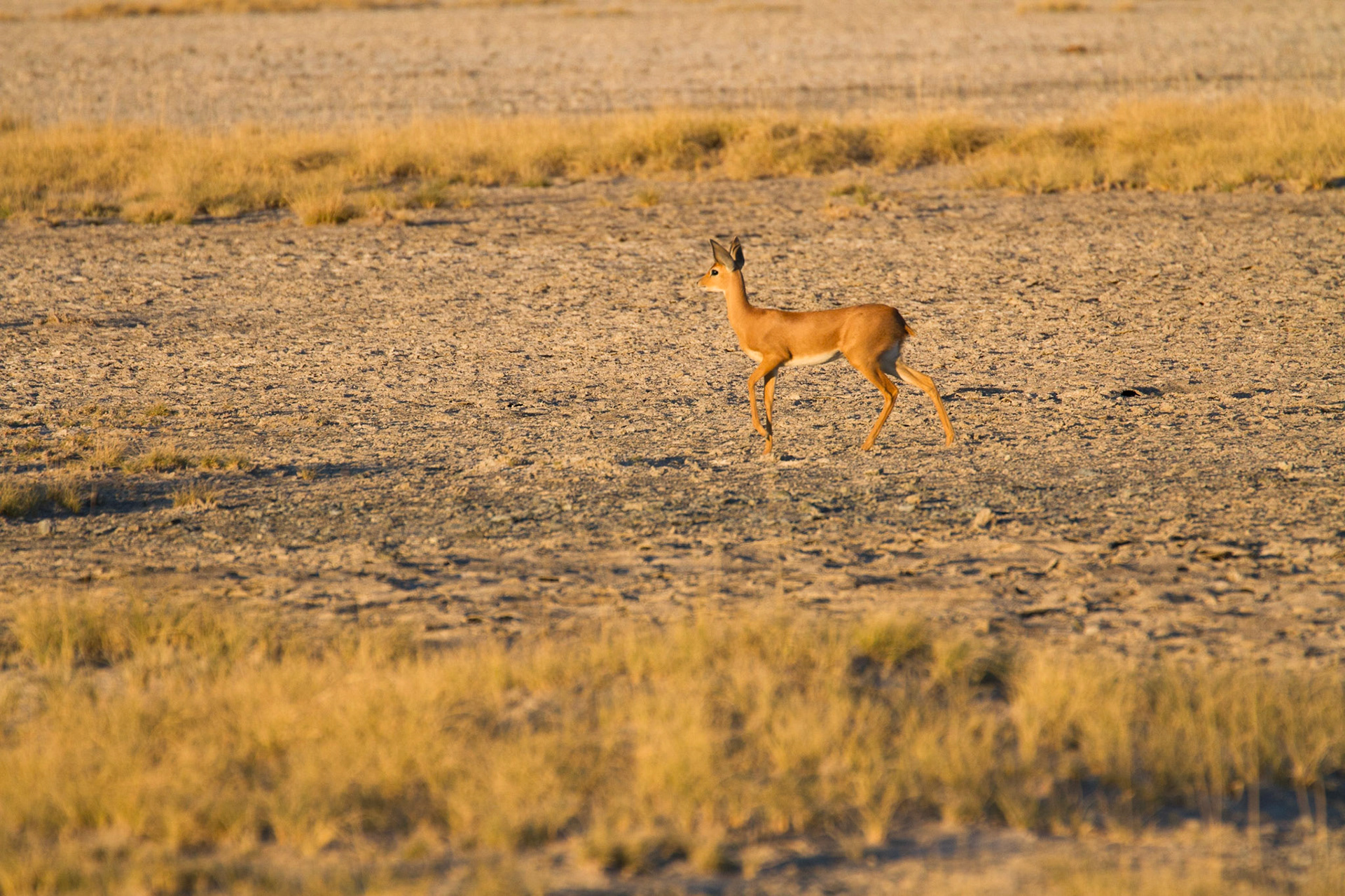 Steenbok