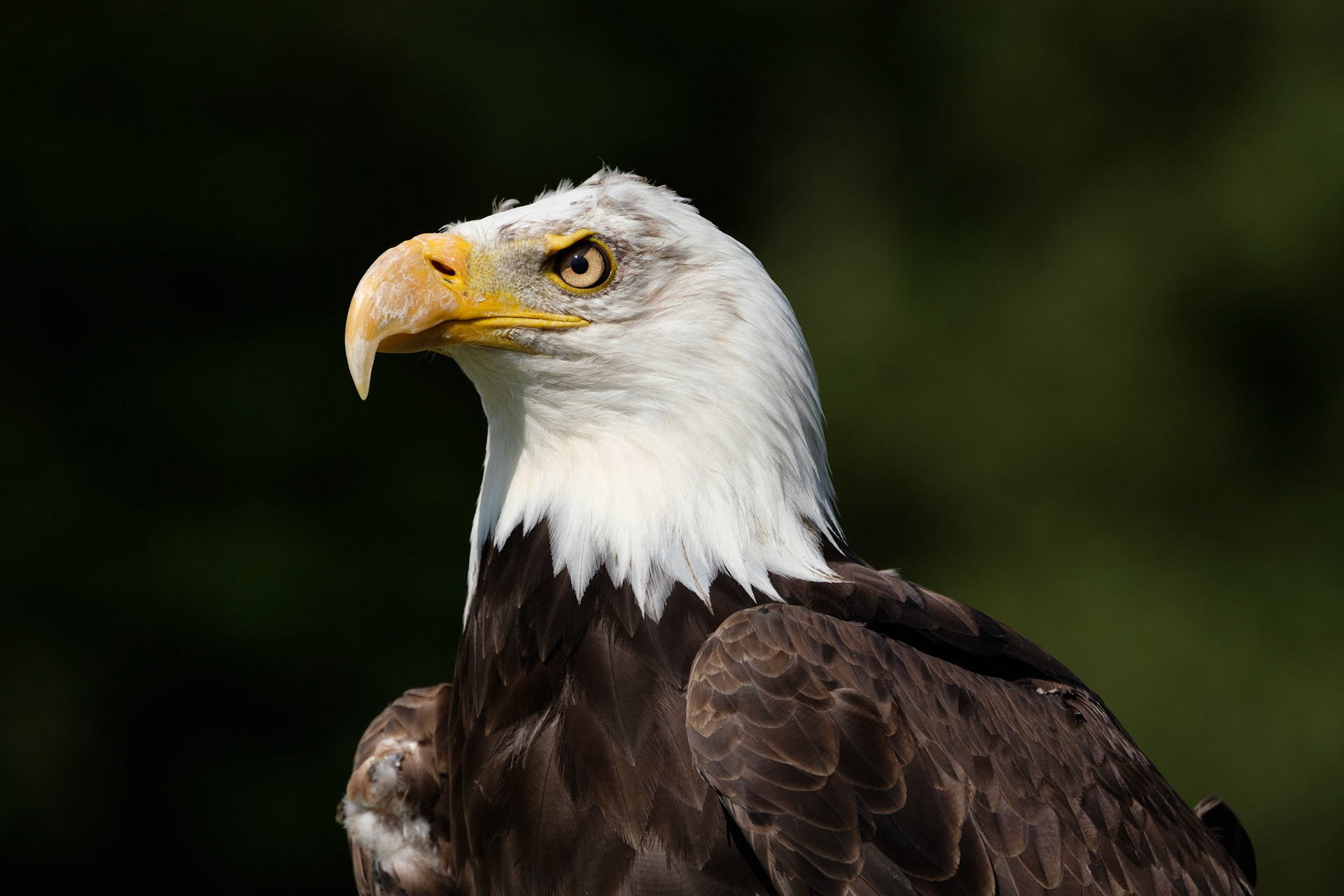 Bald eagle
