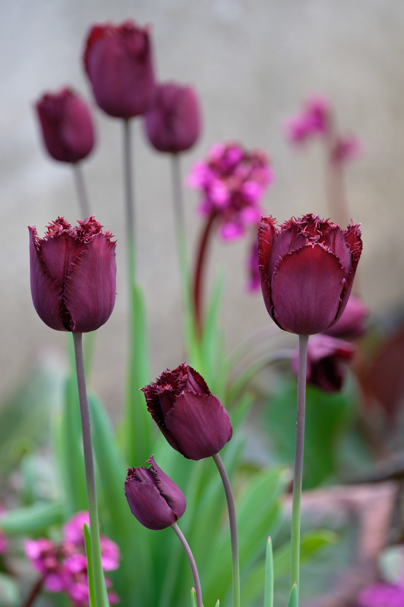 Tulips