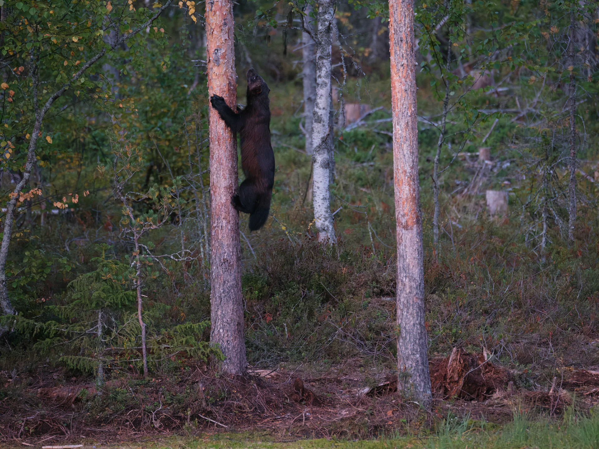 Wolverine climbing a tree