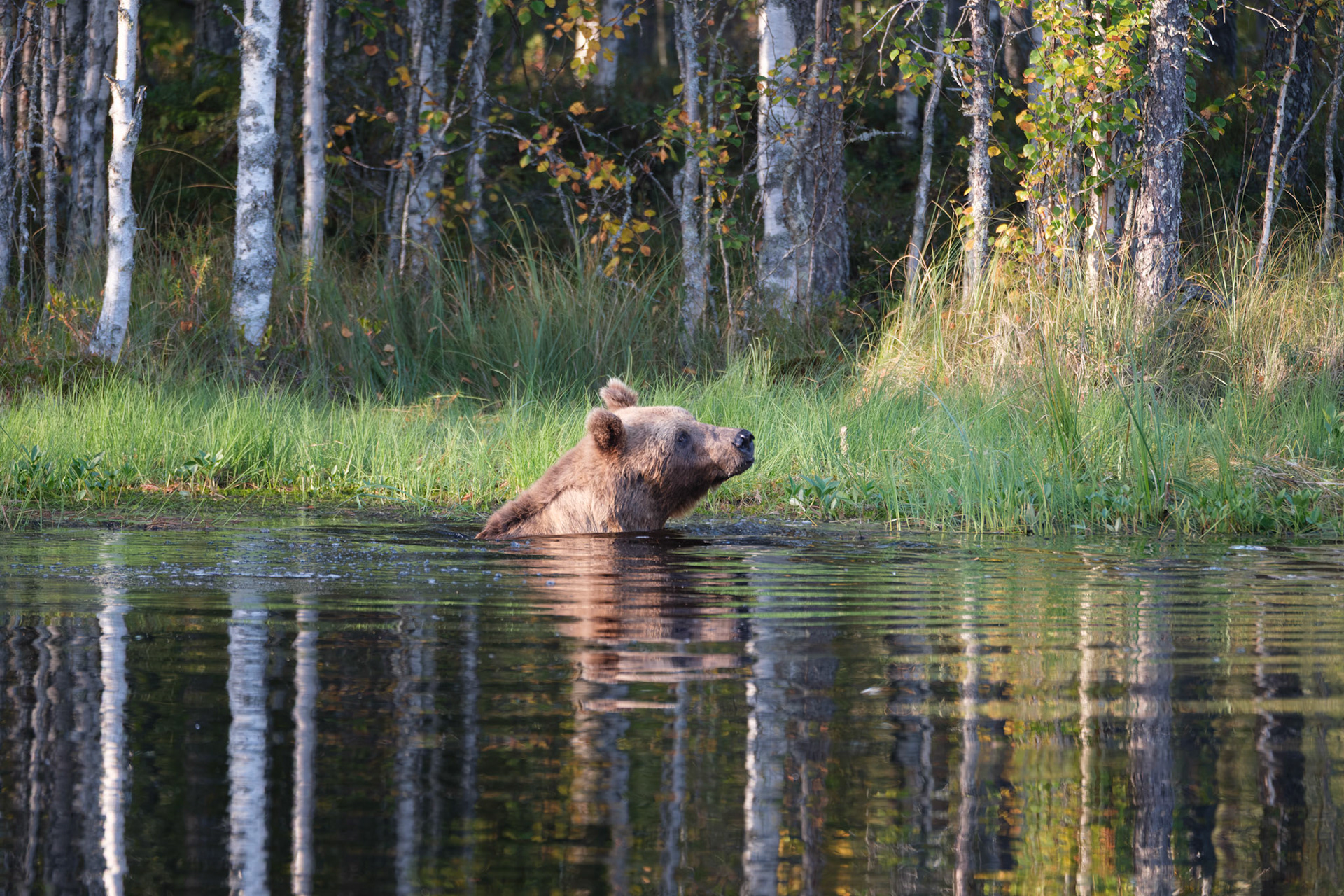 Bear swimming