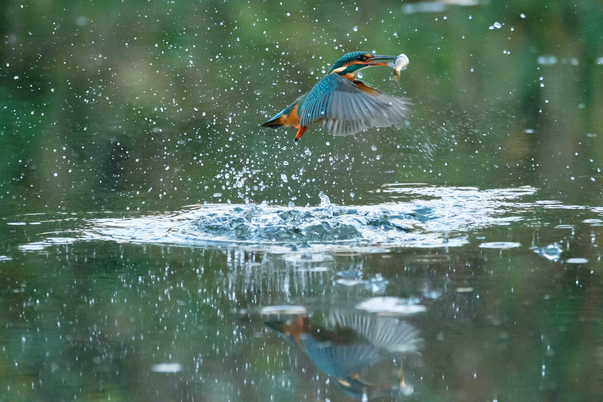 Kingfisher