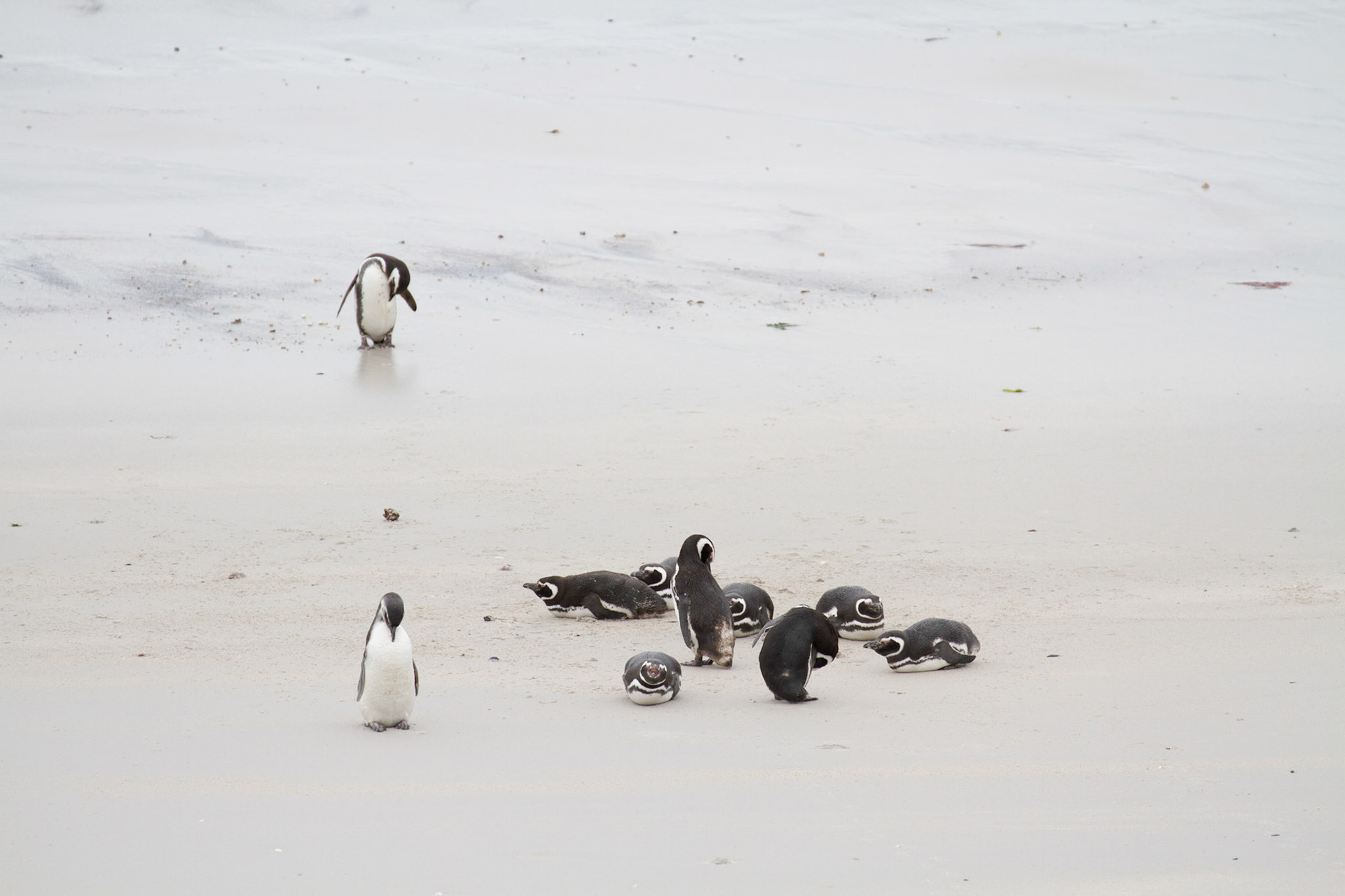 Magellanic penguins