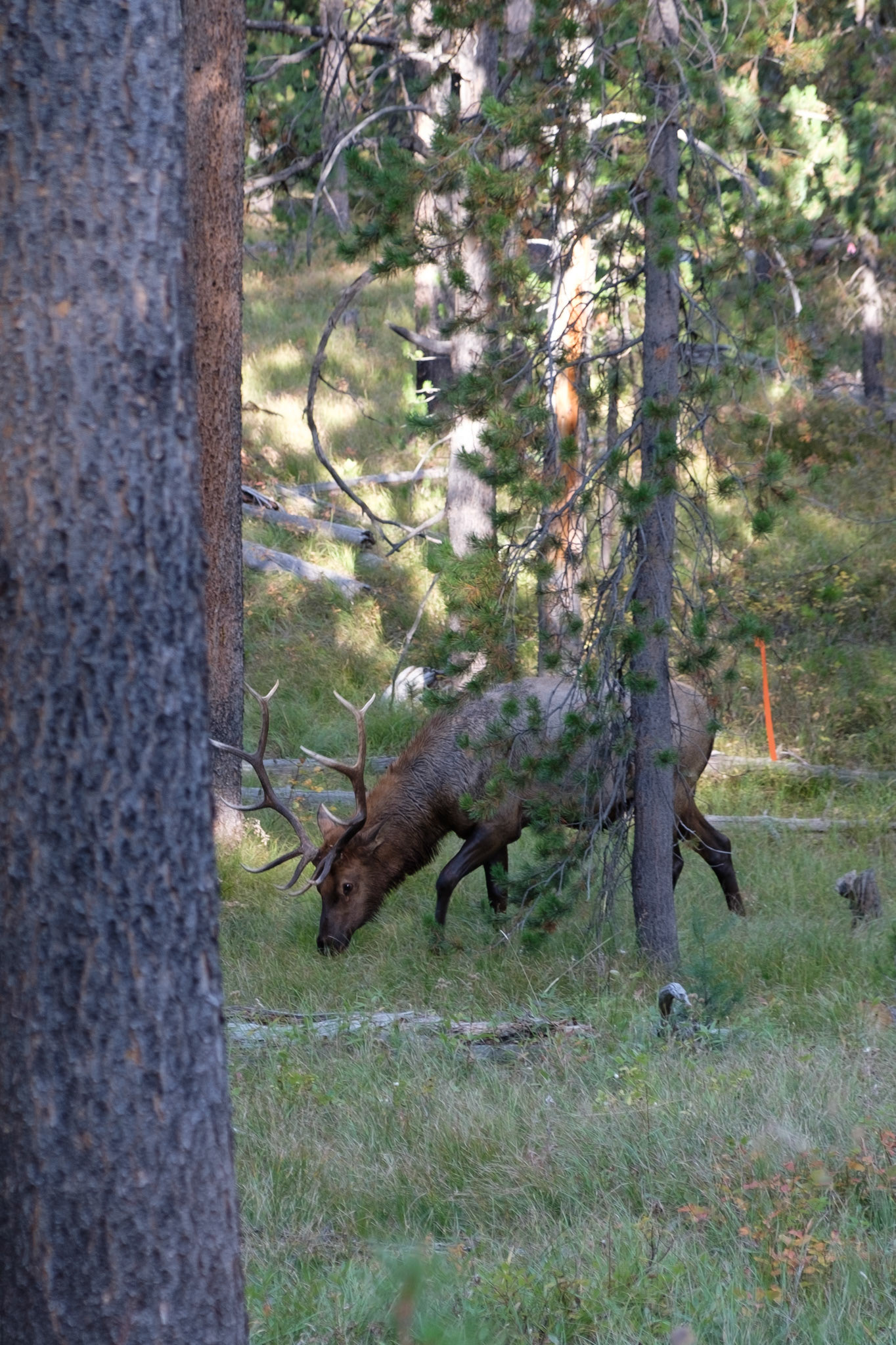 Elk