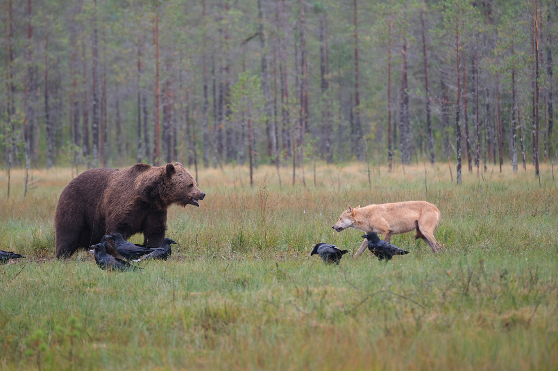 Brown bear and grey wolf