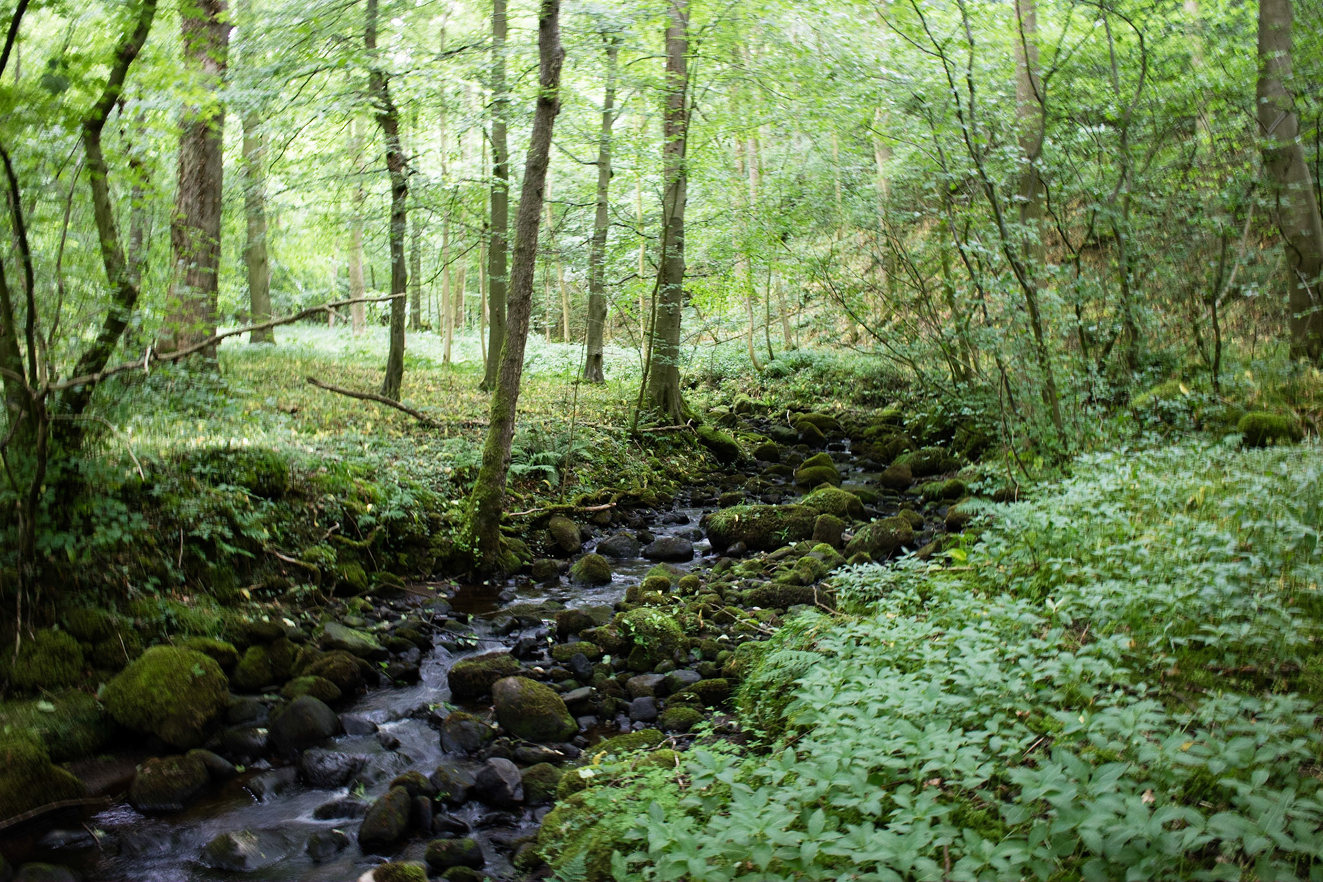 Woodland, Bolton Abbey estate