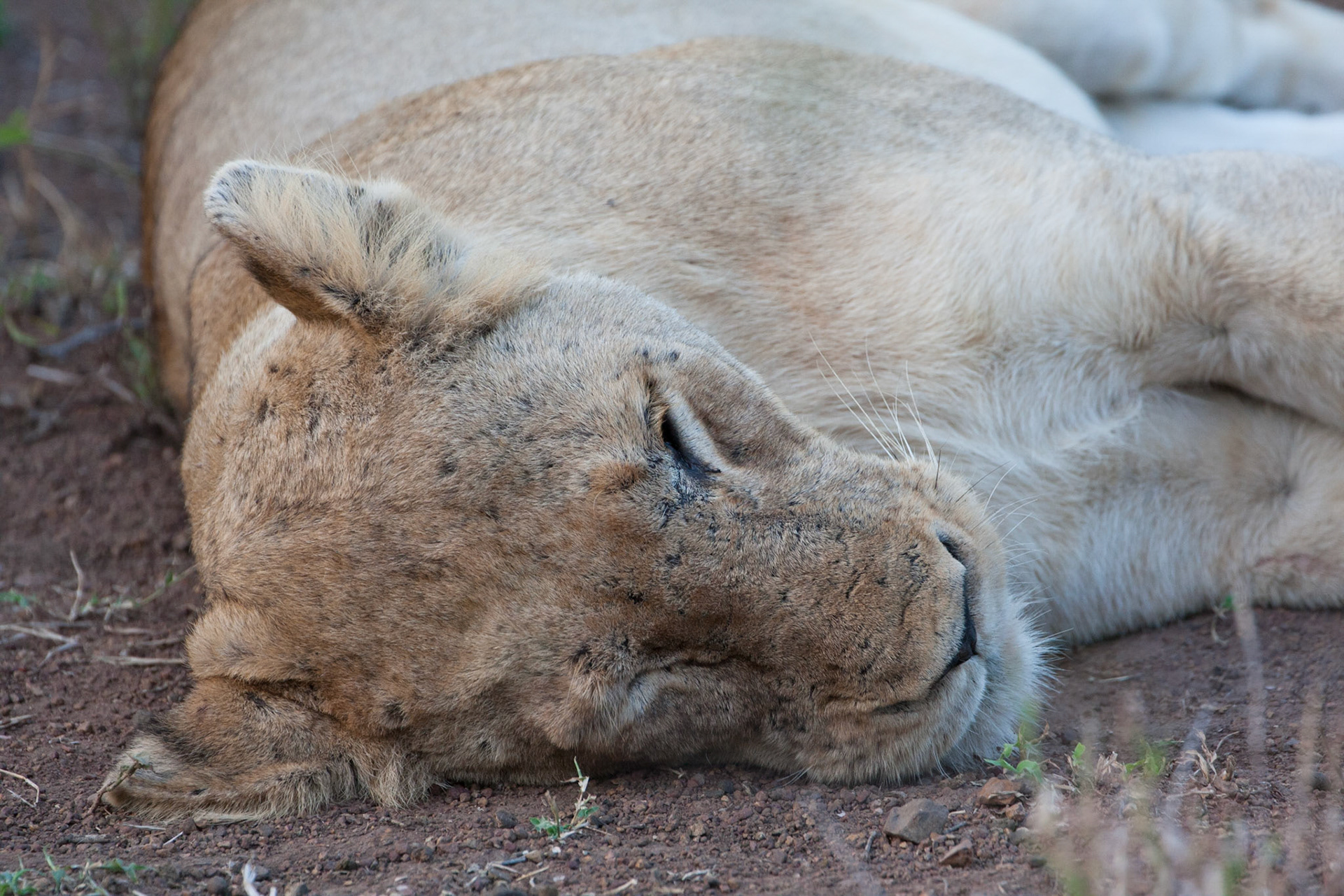 Lioness