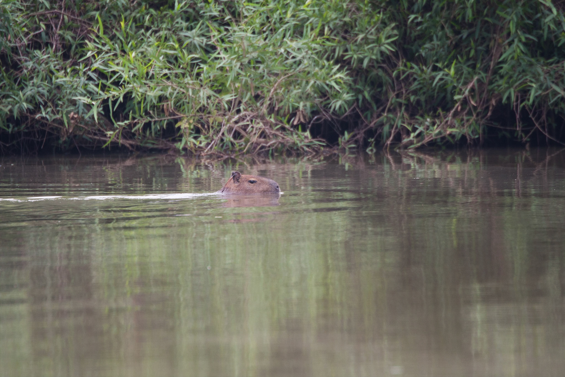Capybara