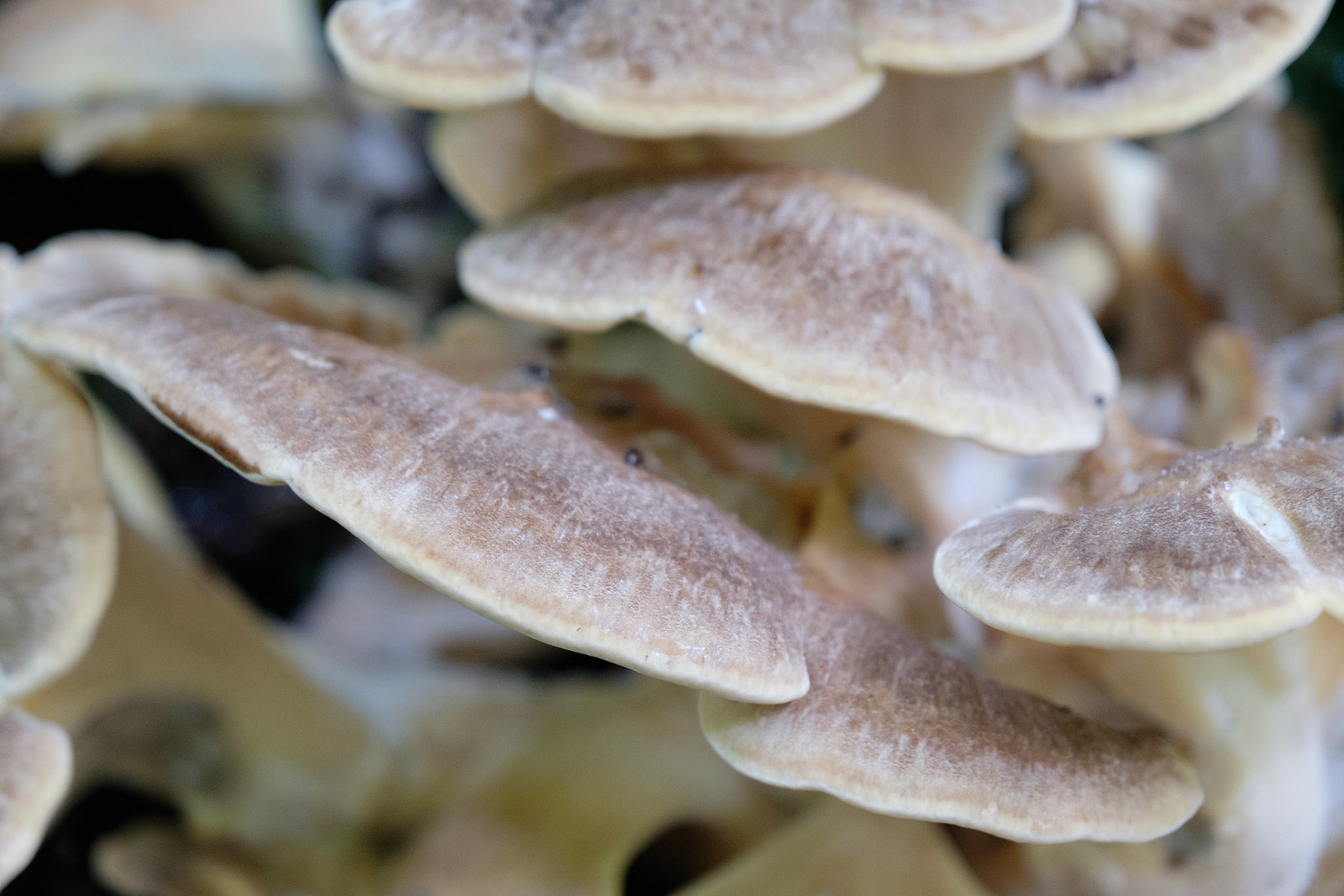Fungi, Fairy Glen