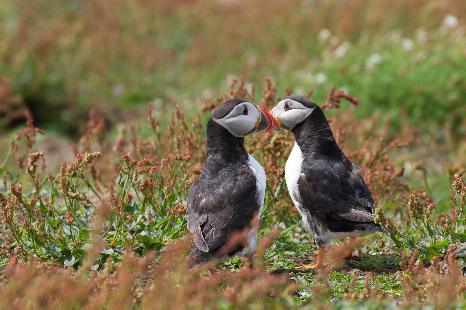 Mating pair