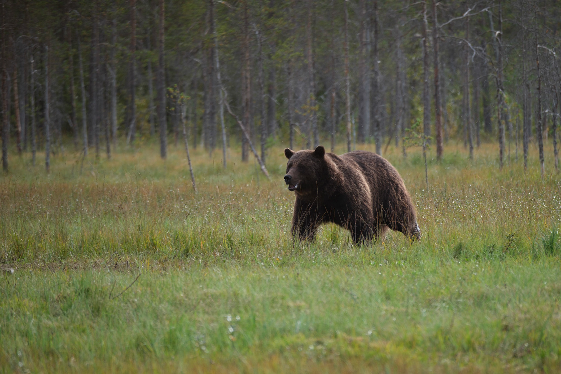 Brown bear