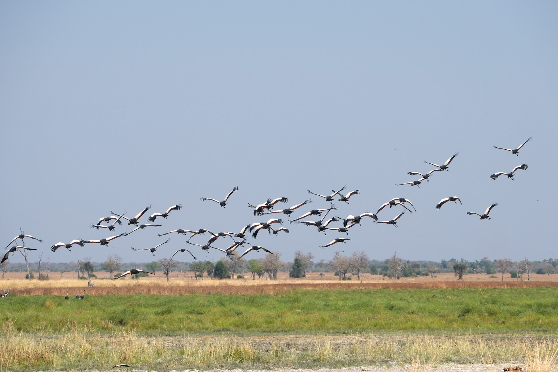 Grey crowned-cranes
