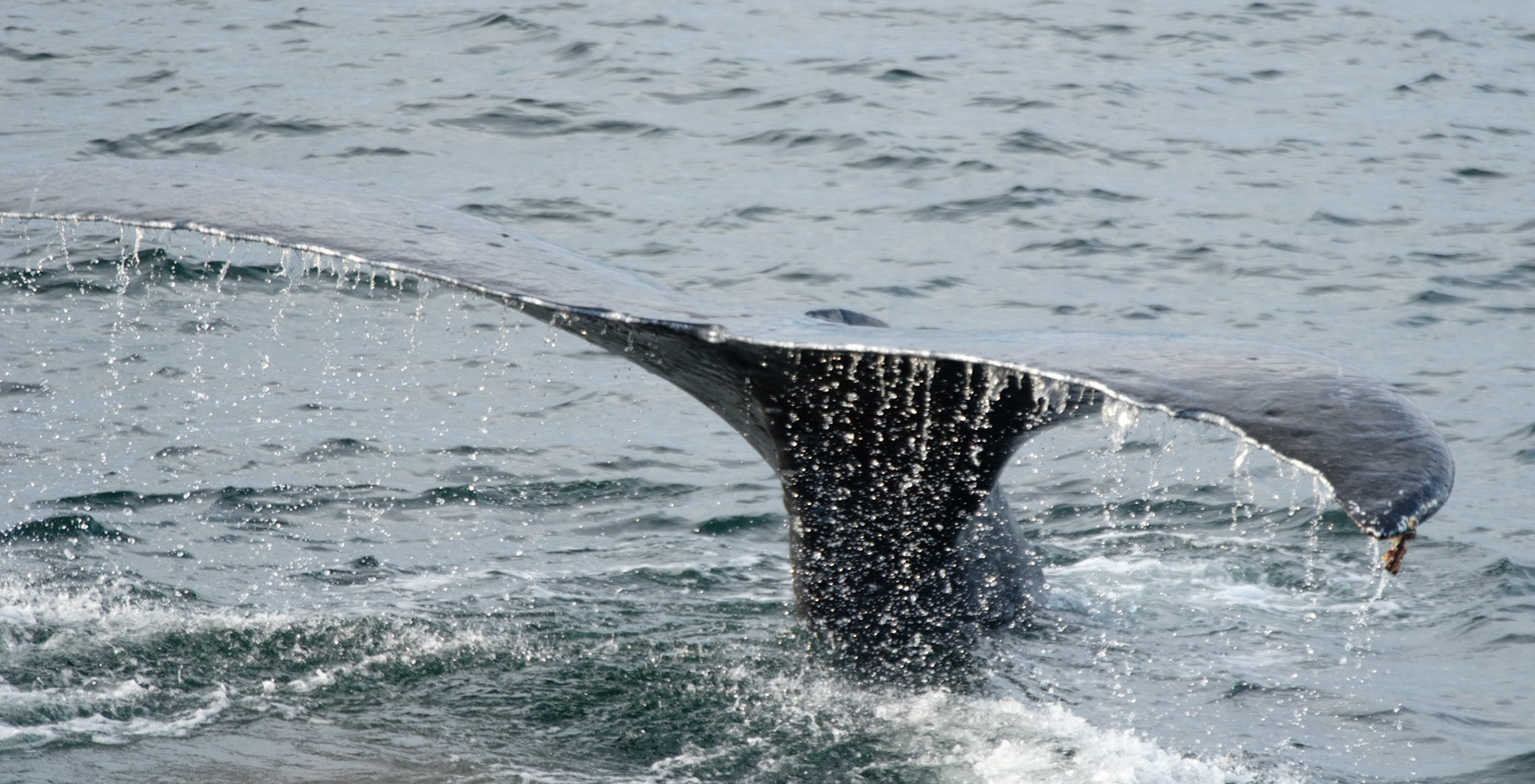 Humpback whale fluke