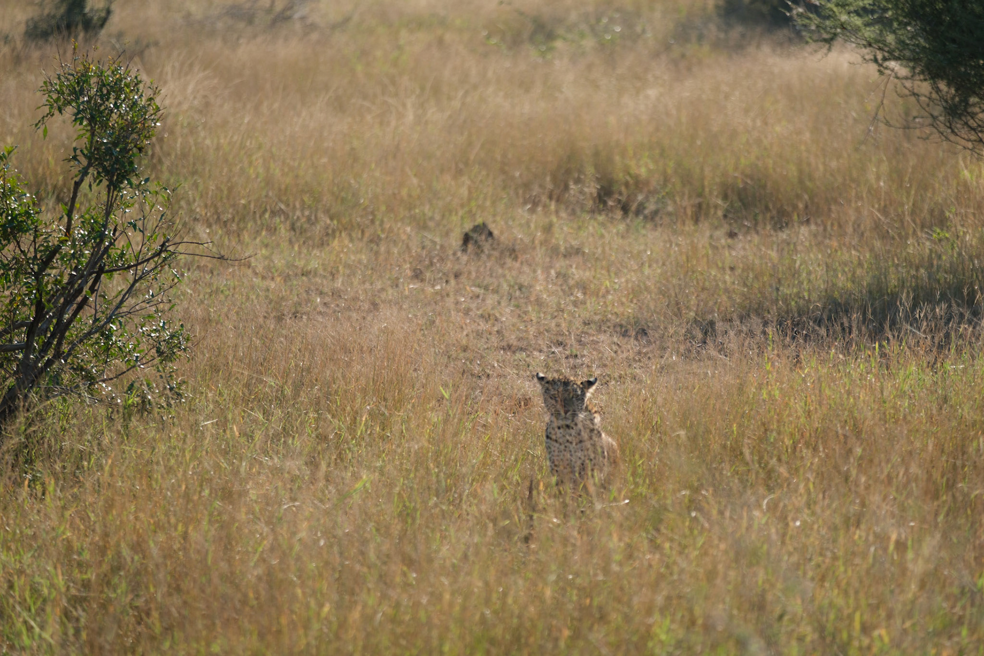 Female leopard cub