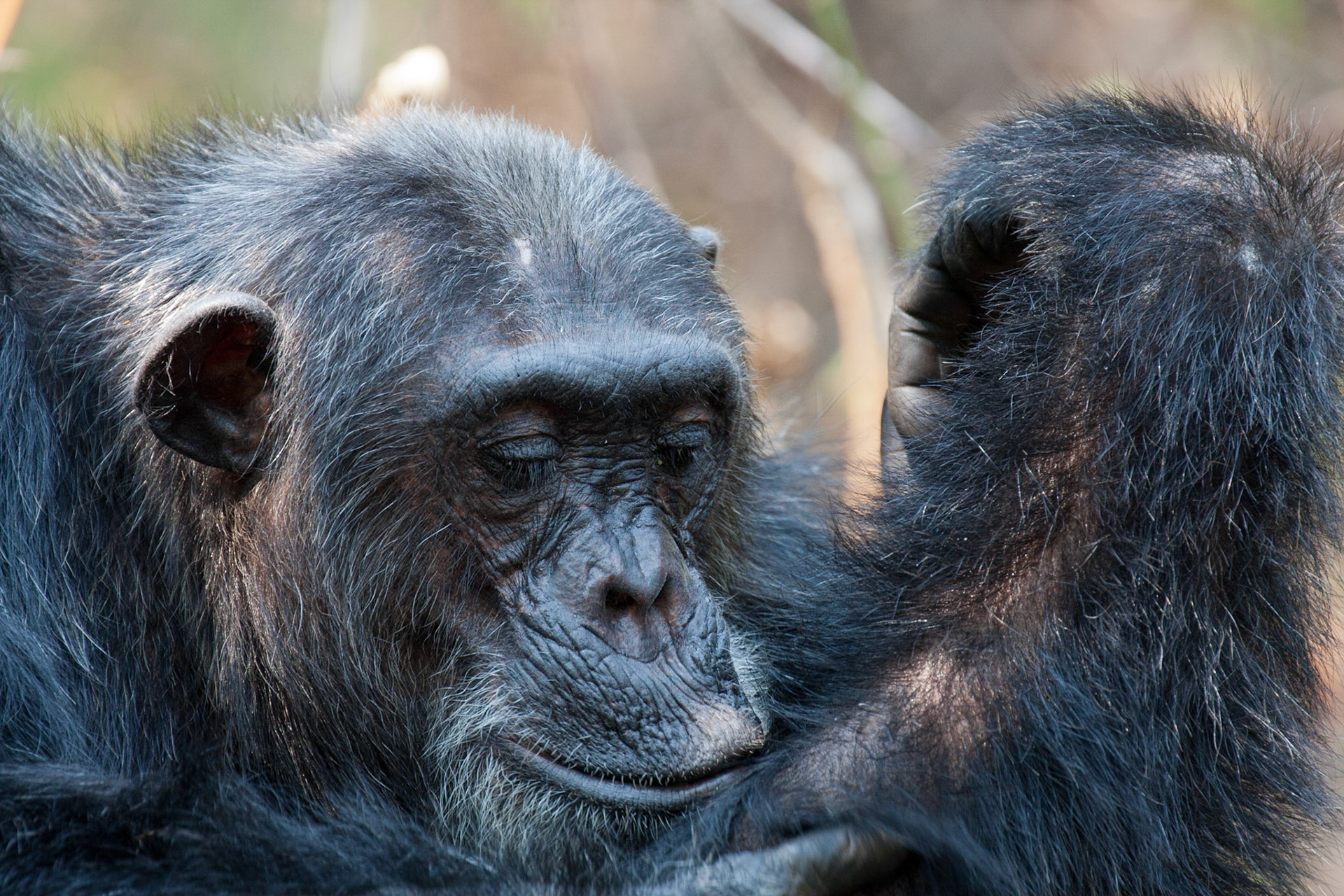 Bonobo