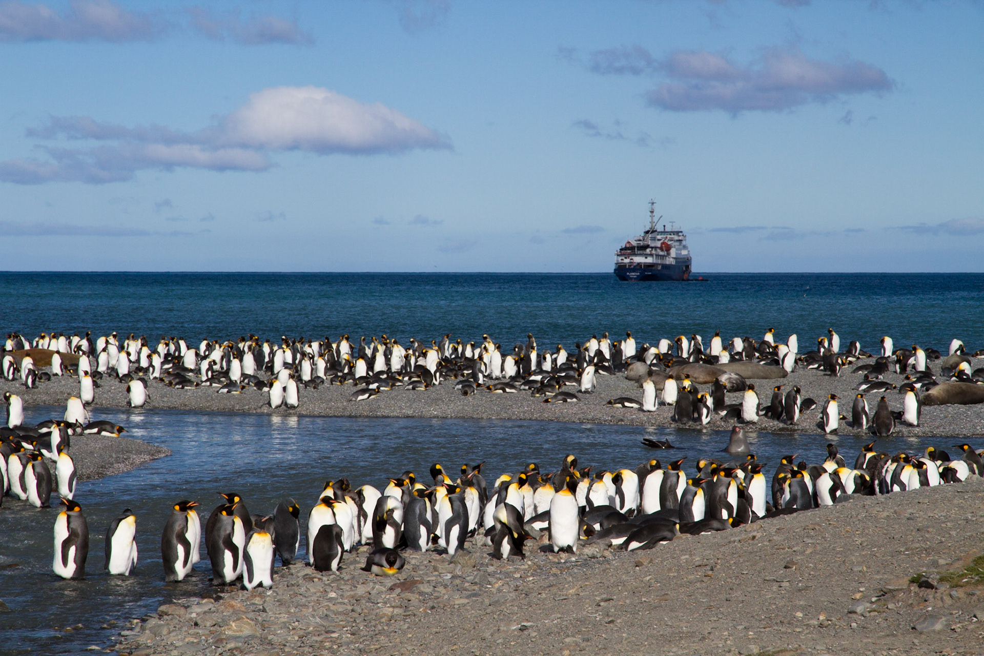 King penguins and Plancius, St Andrew's Bay