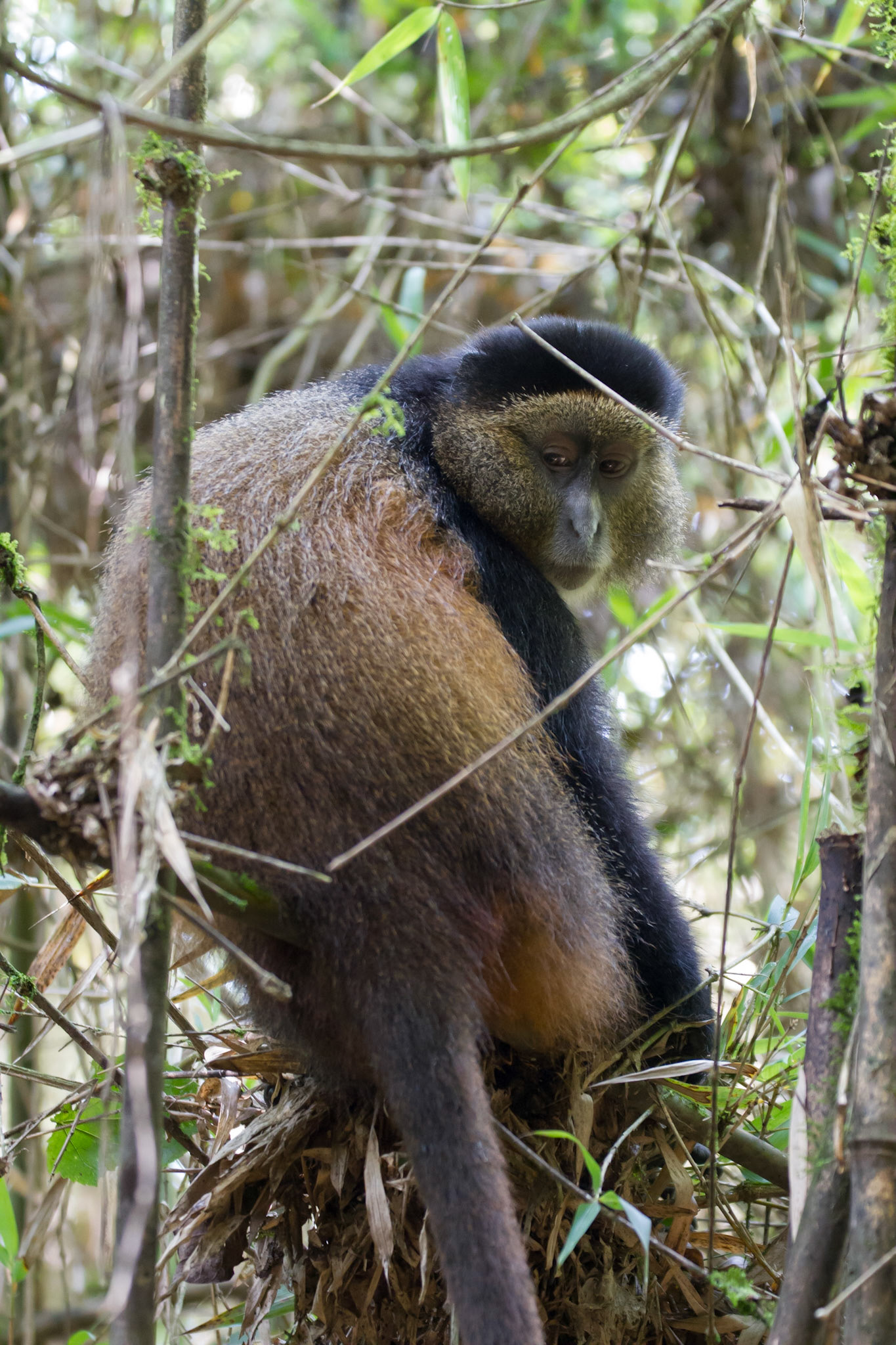 Golden monkey