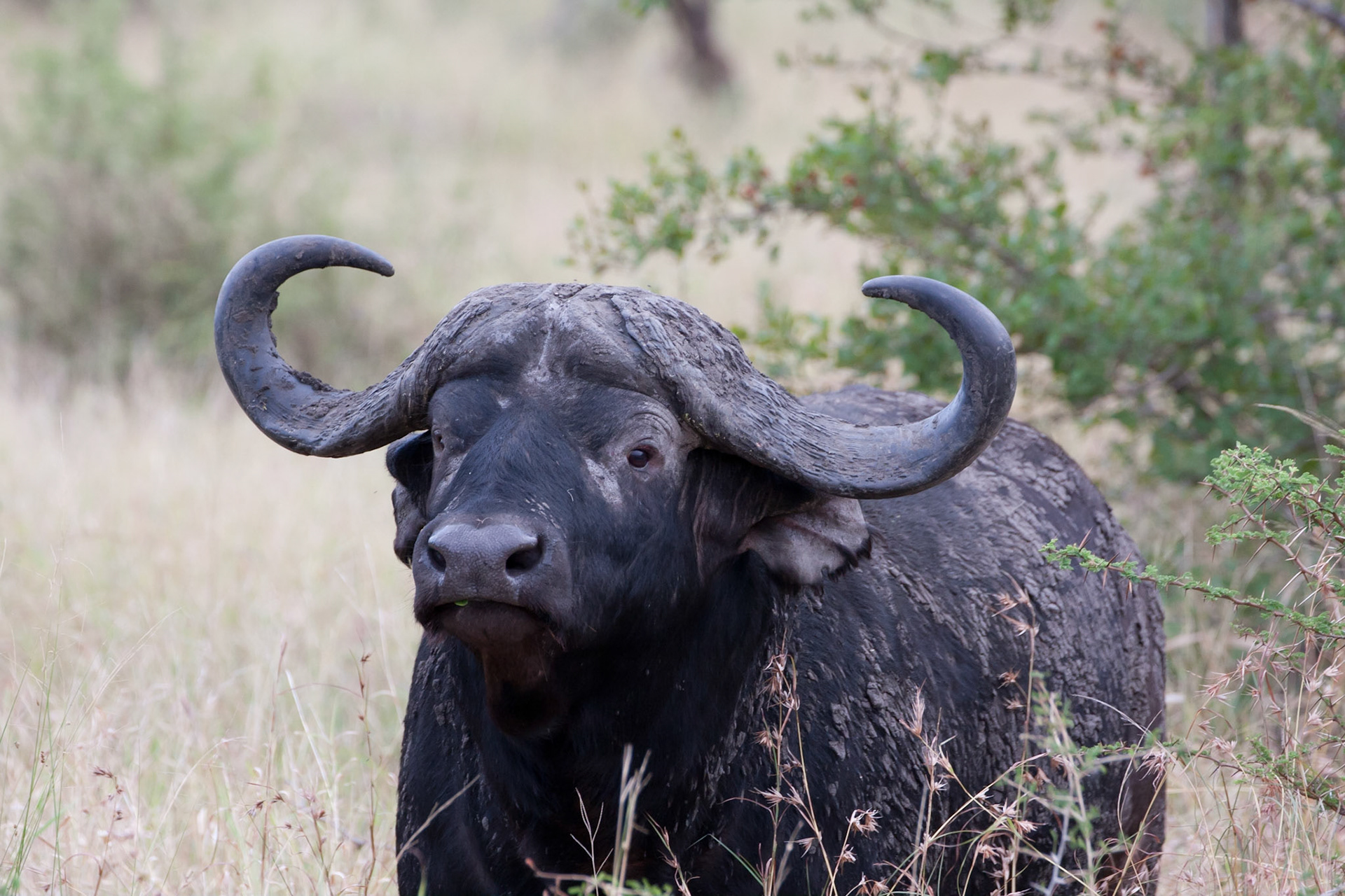 Buffalo