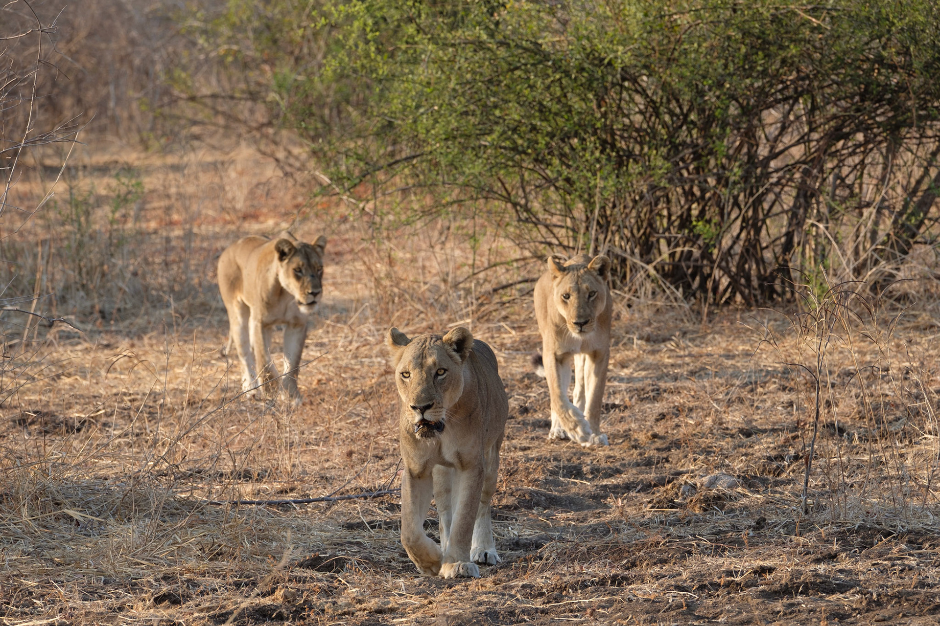 Lions on a mission