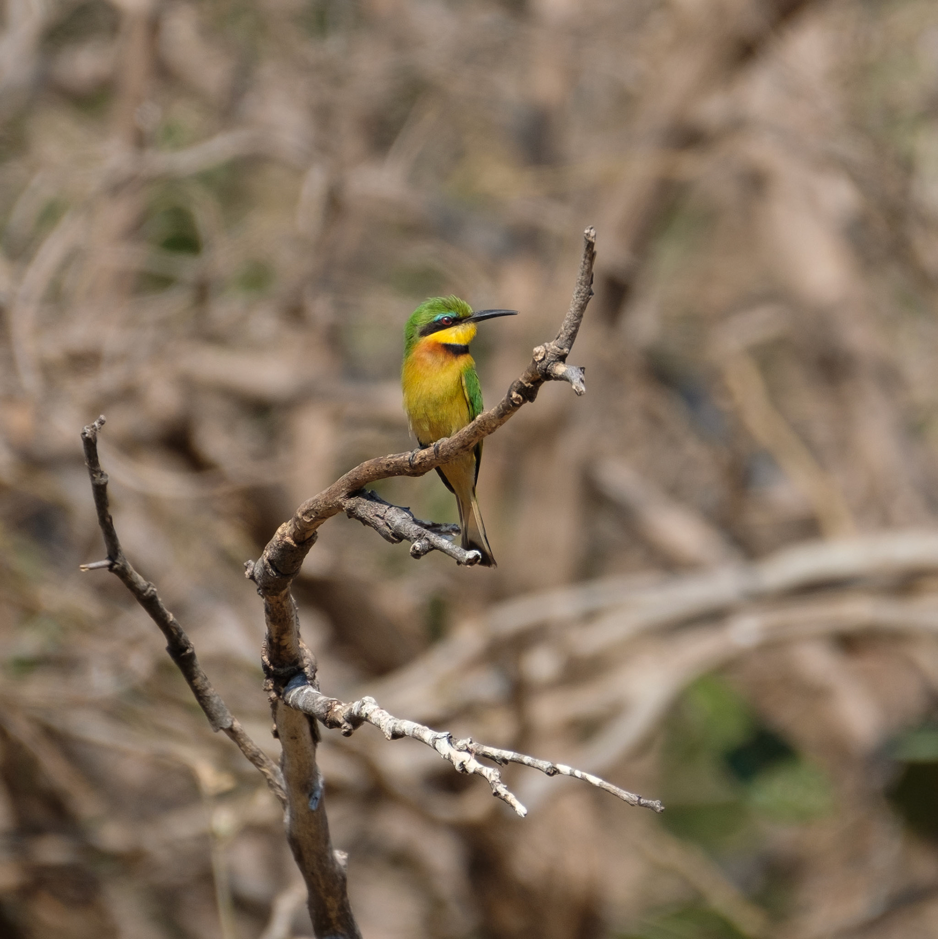 Little bee-eater