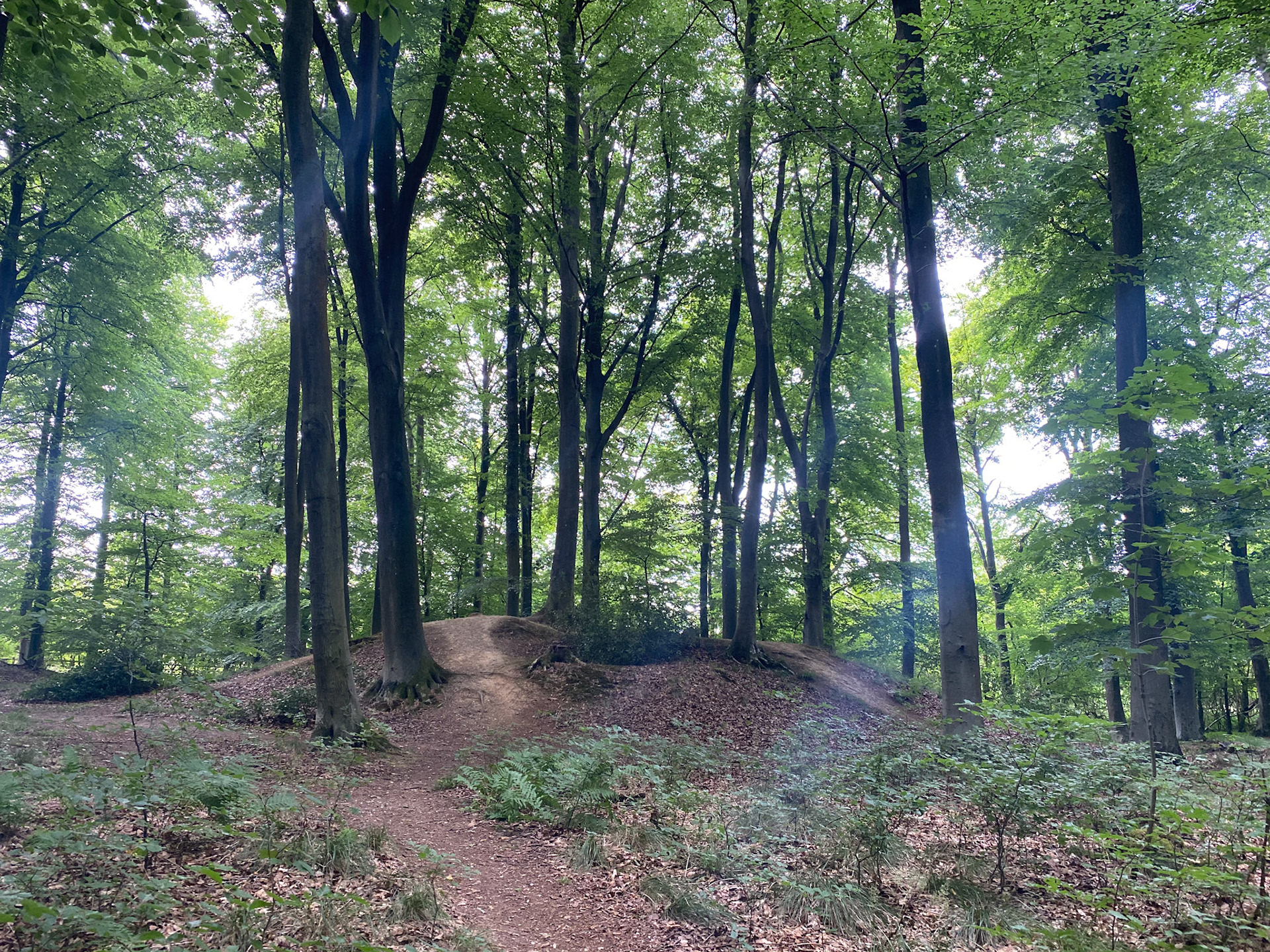 Micheldever Wood