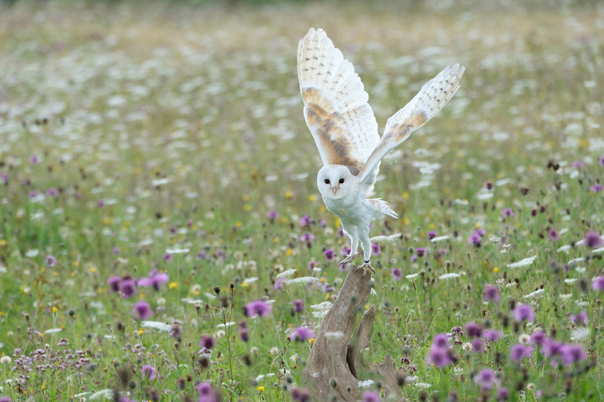 Barn owl in the wildflower meadow