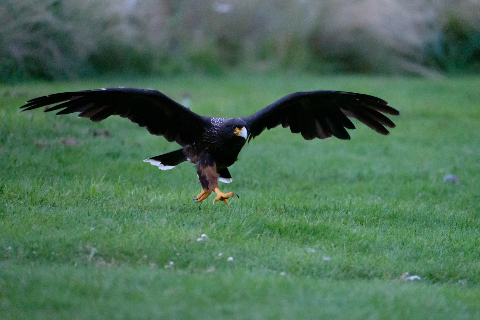 Striated caracara