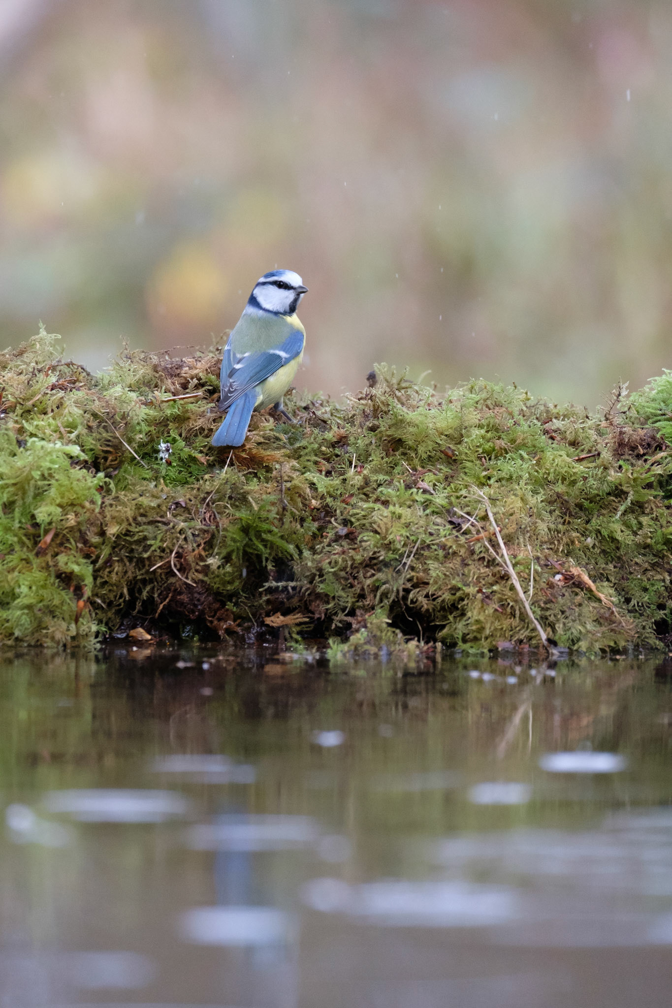 Blue tit