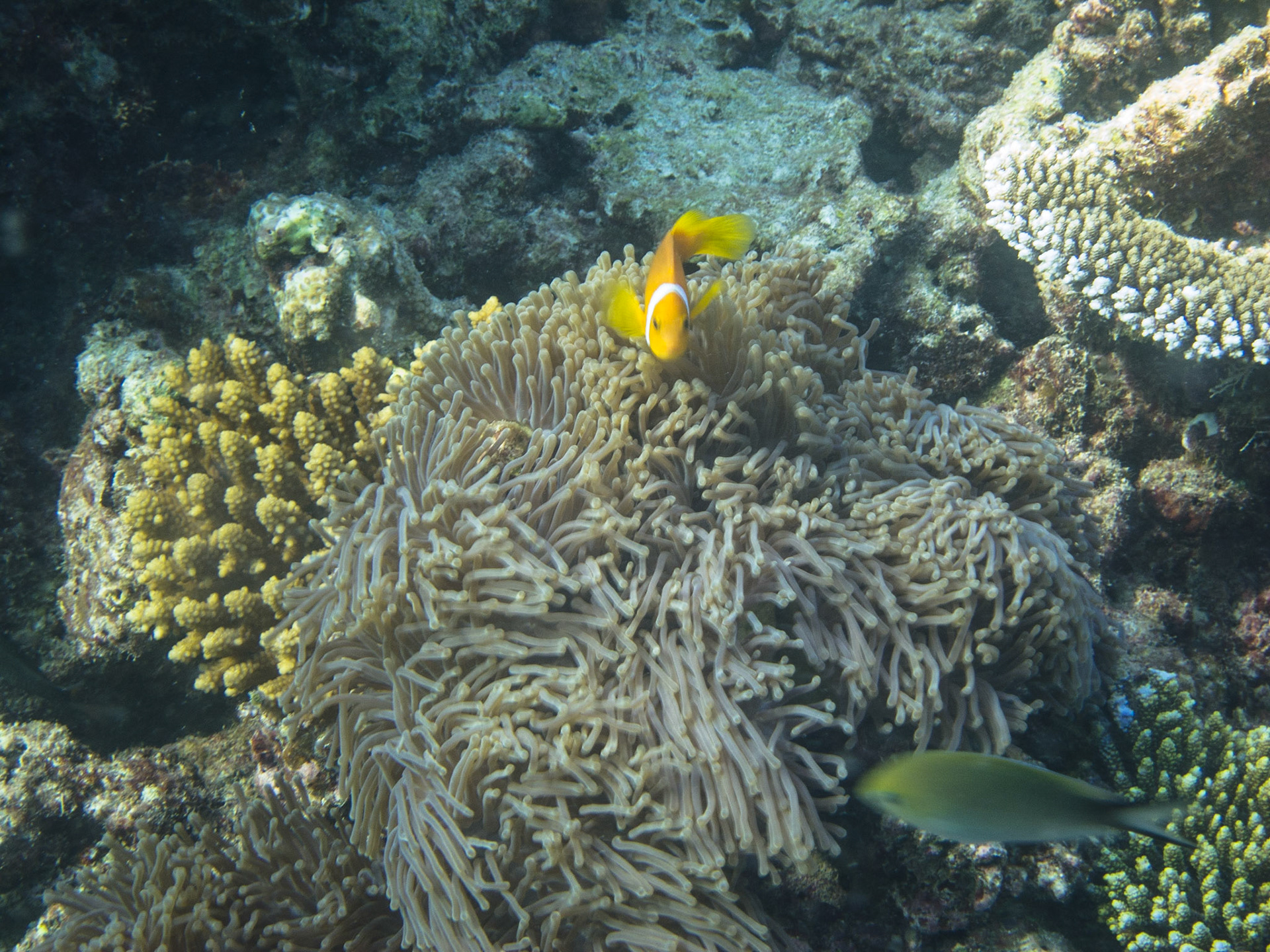 Anemone fish