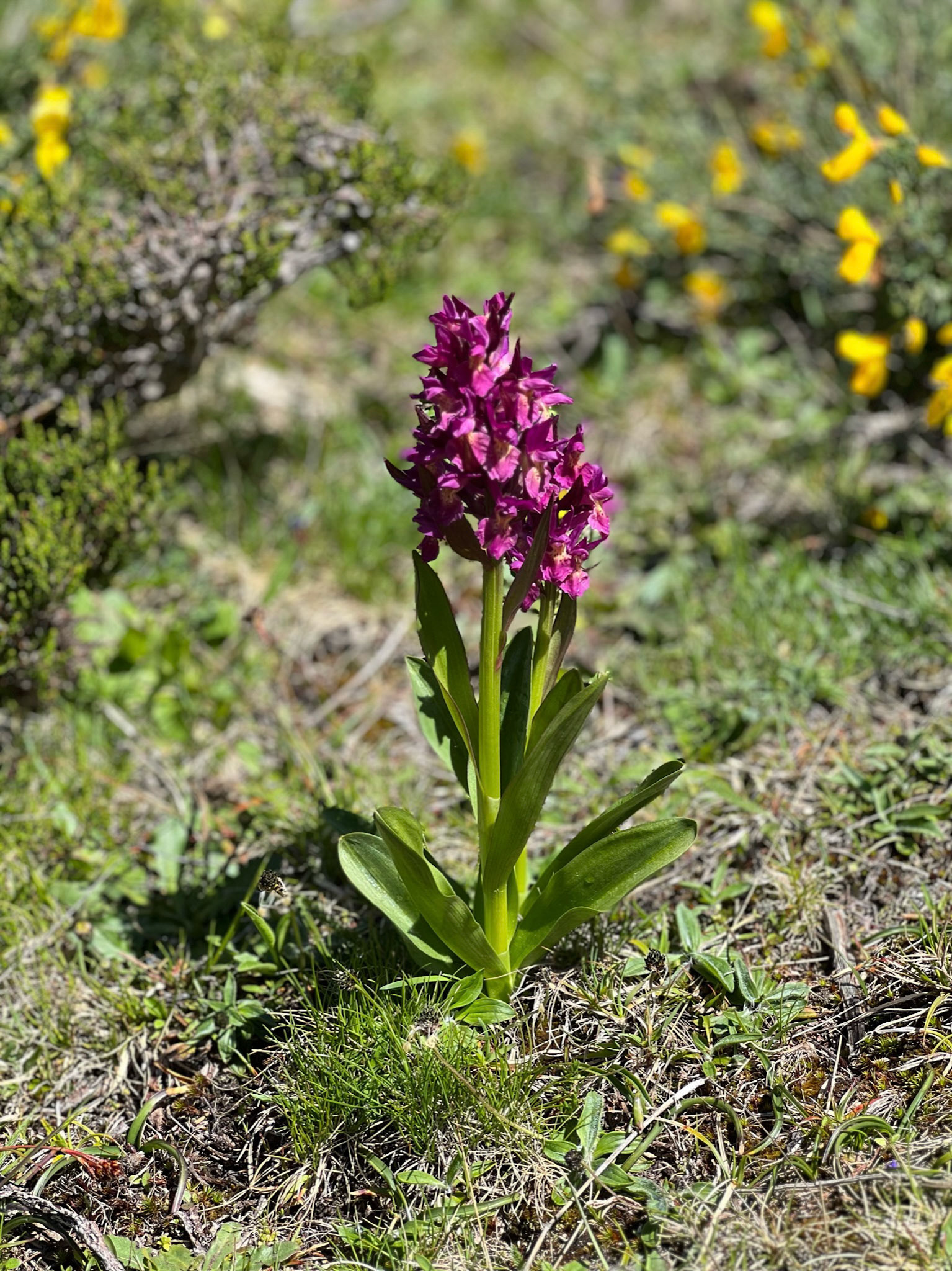 Orchid (elder-flowered orchid)