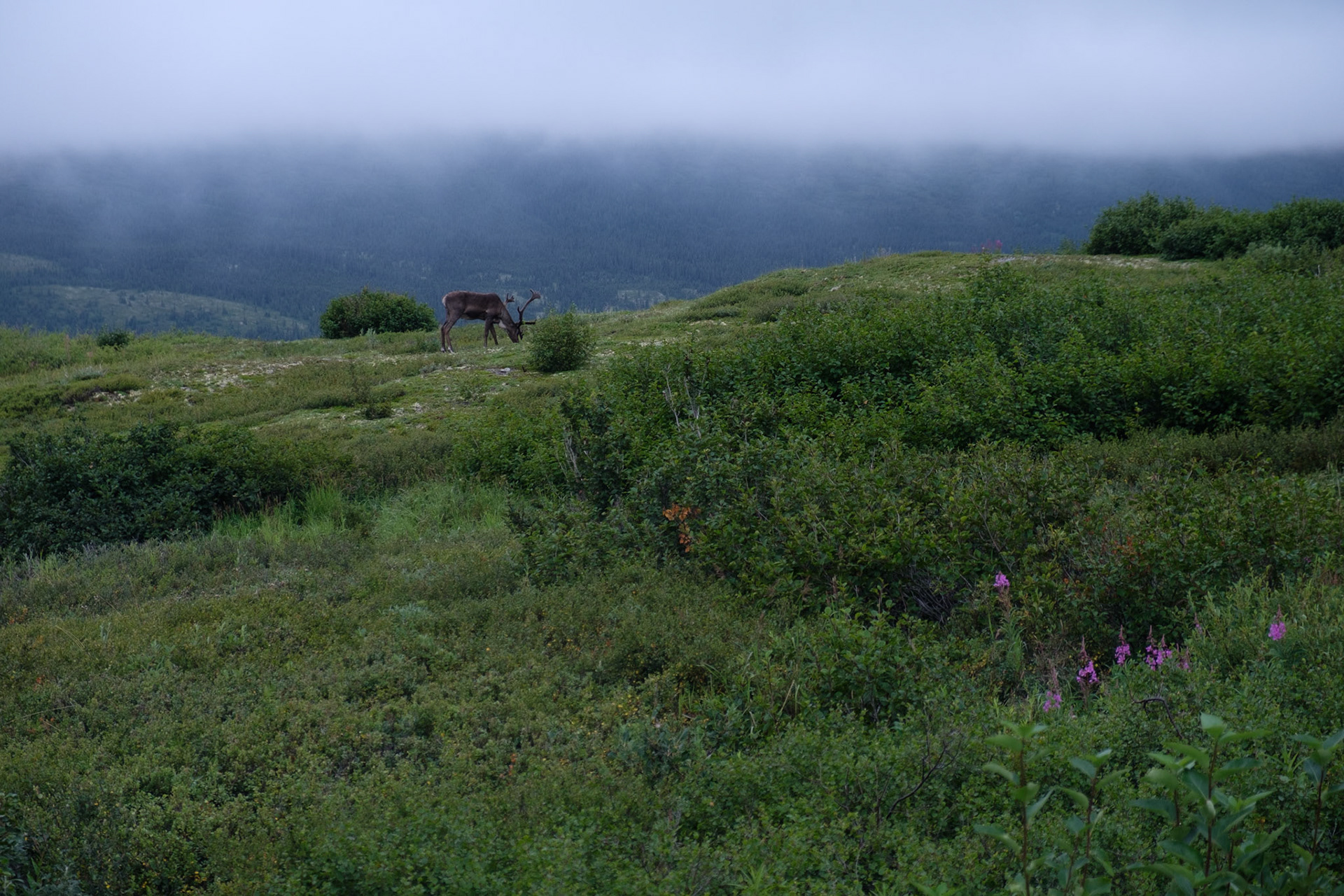 Caribou