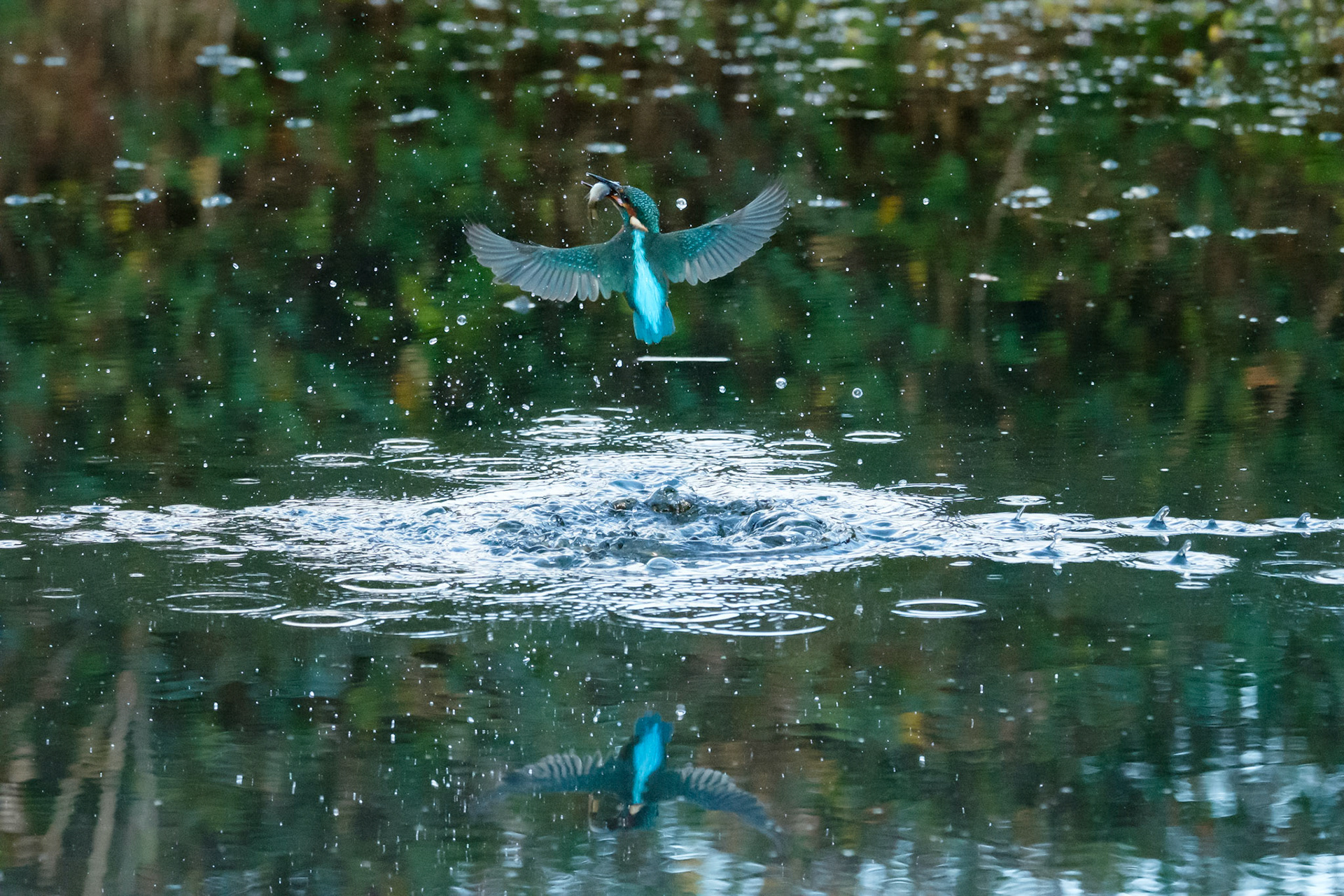 Kingfisher