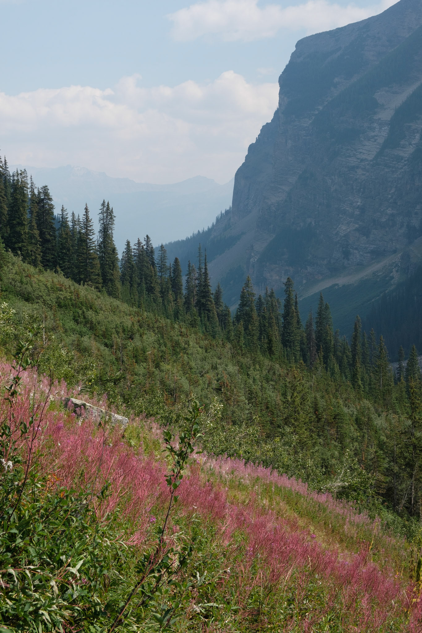 Fireweed