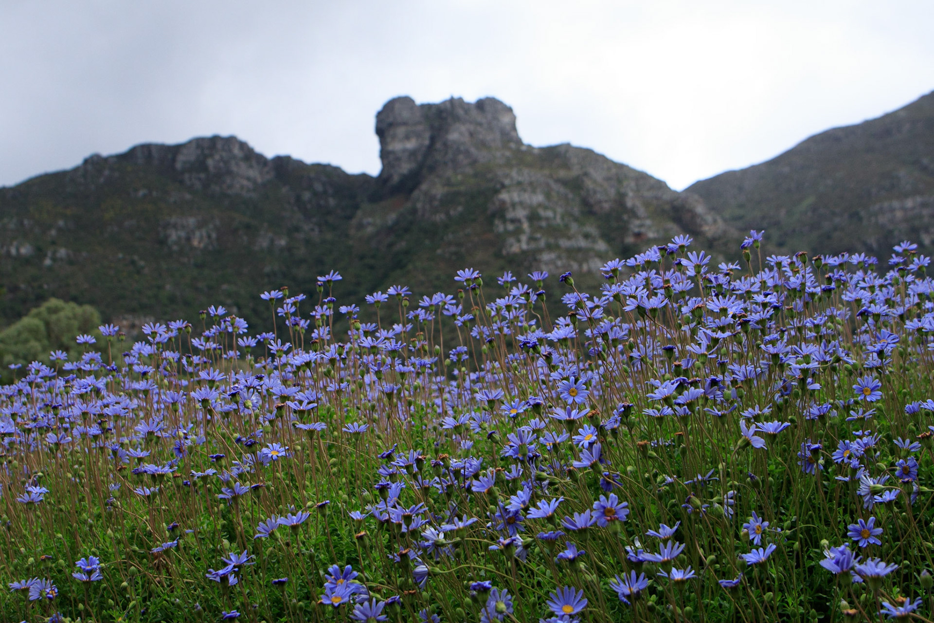 Kirstenbosch and Castle Rock