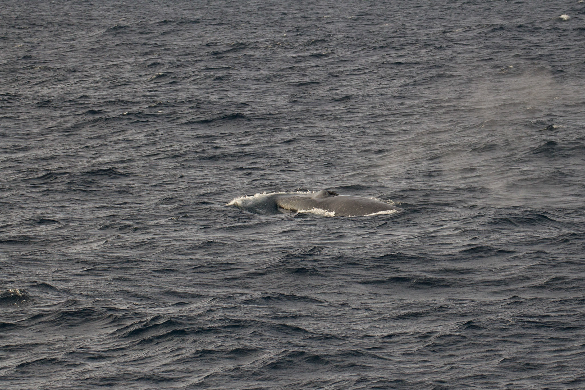 Blue whale