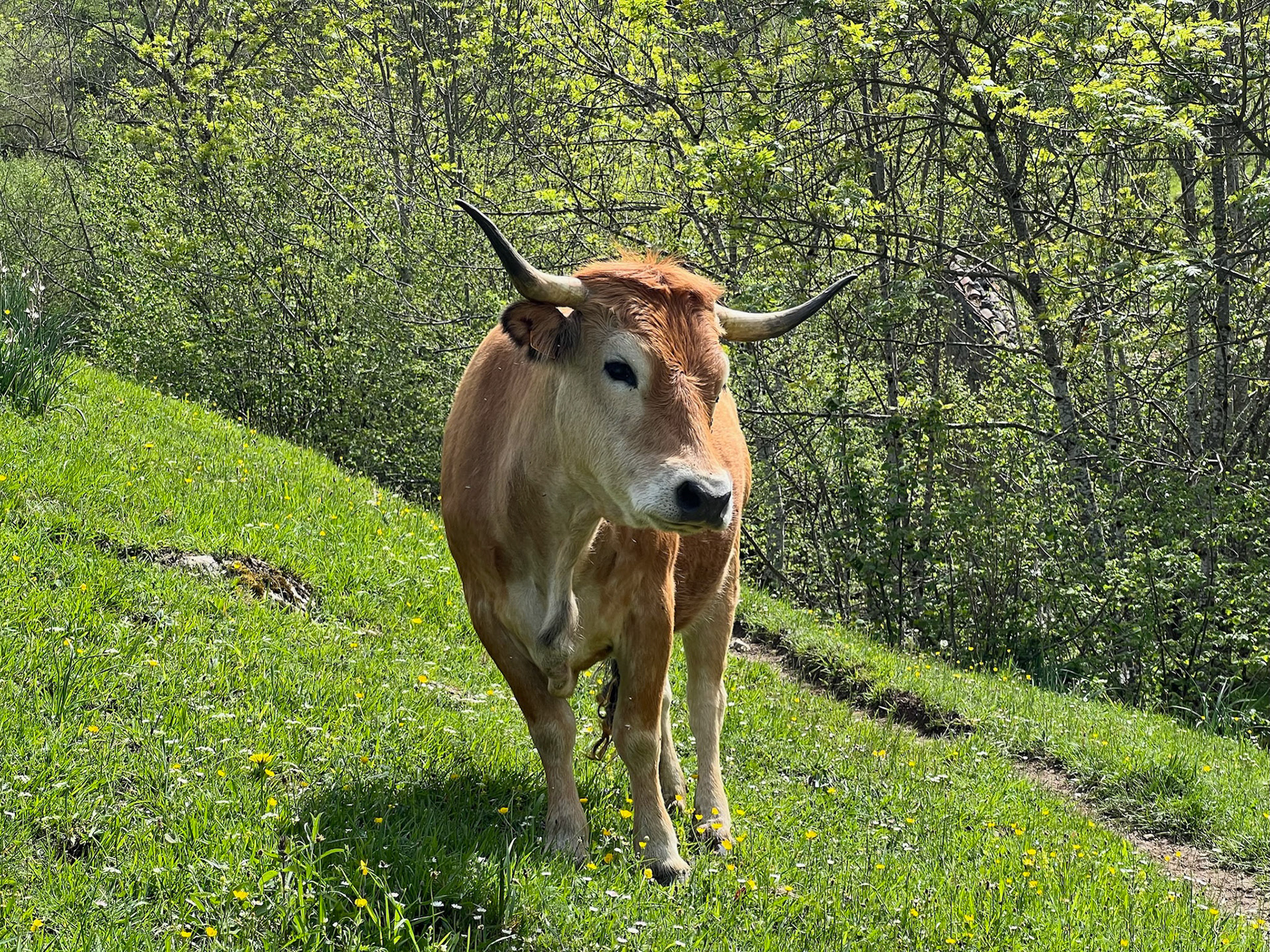 Cow in the Picos