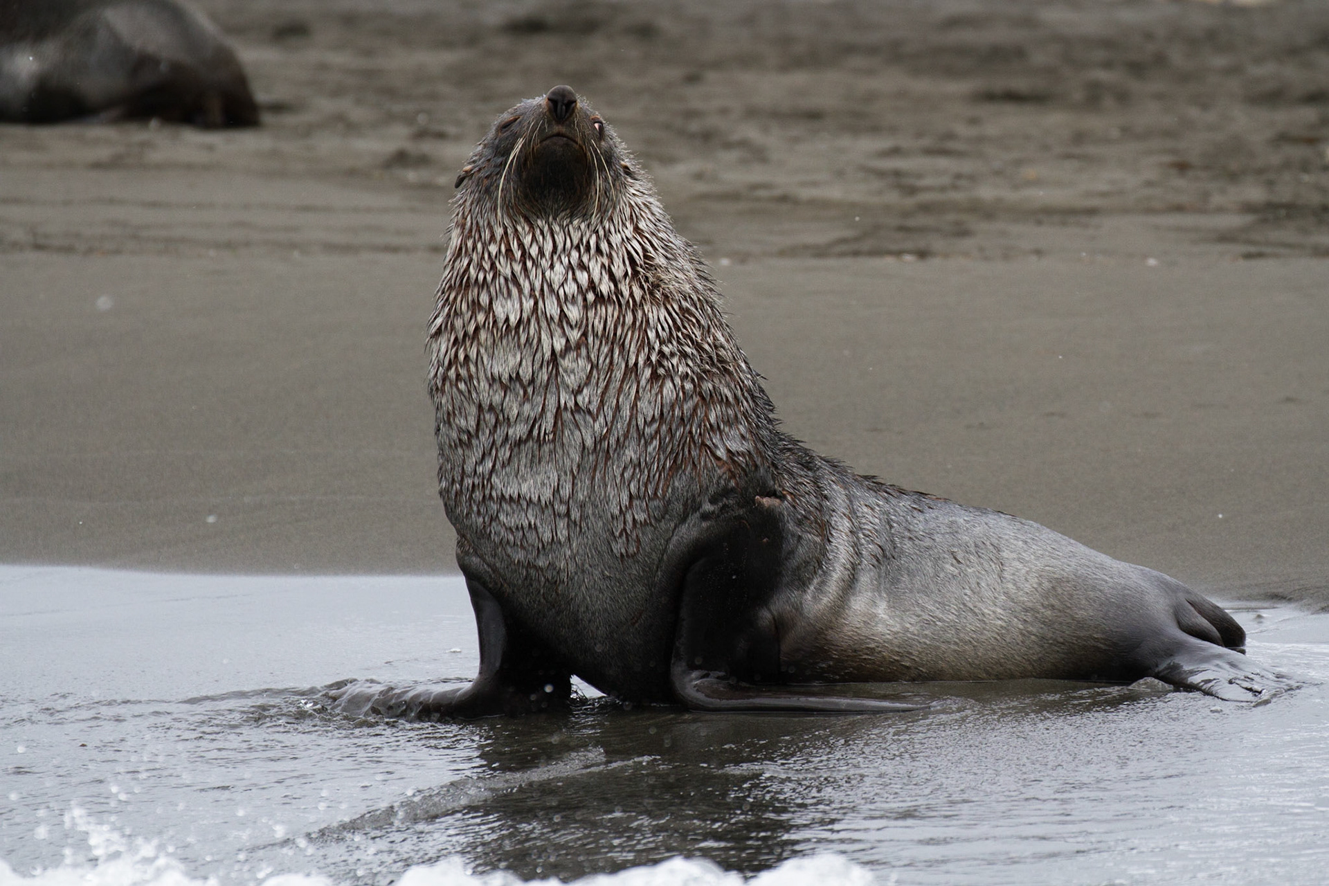 Fur seal