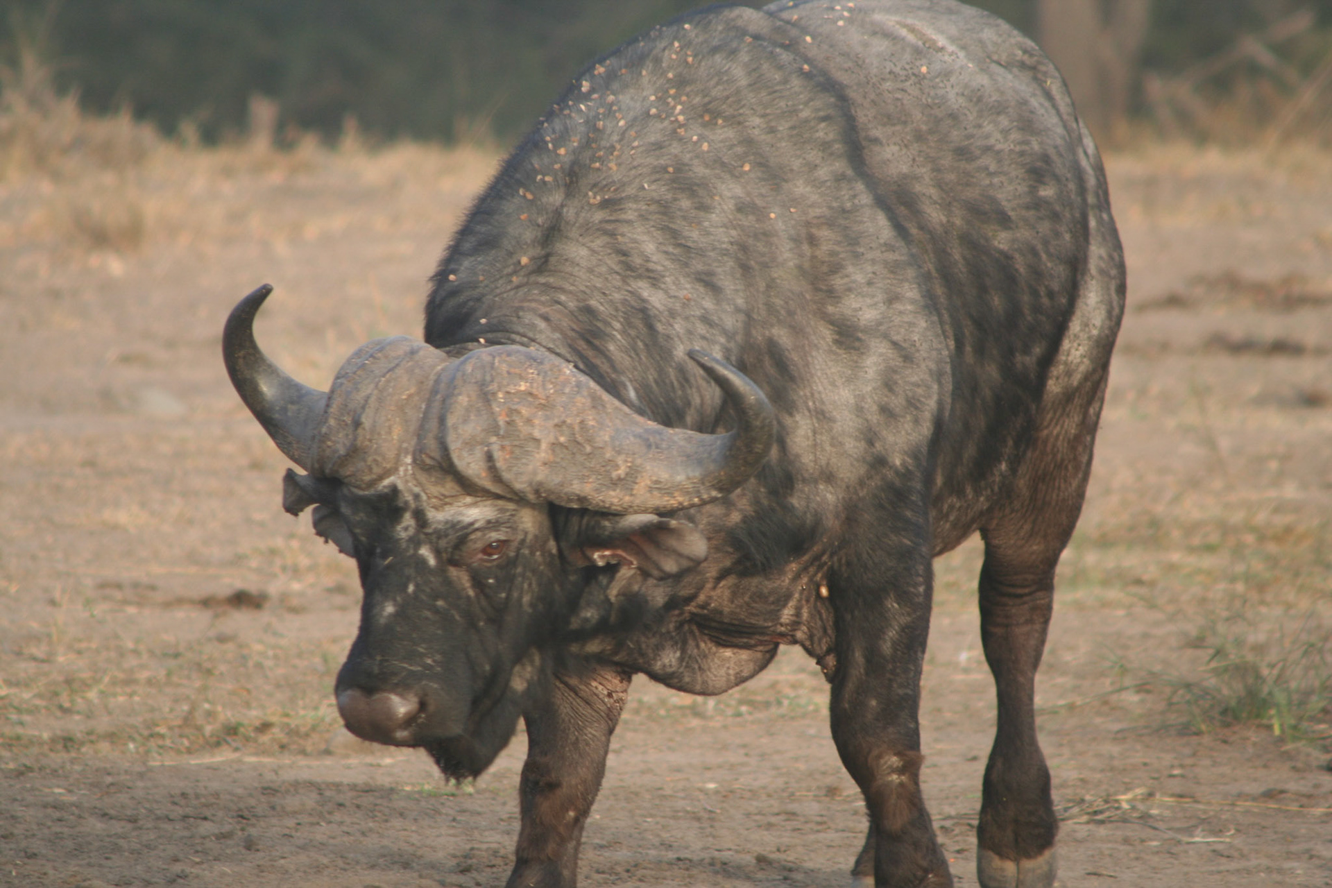 Buffalo