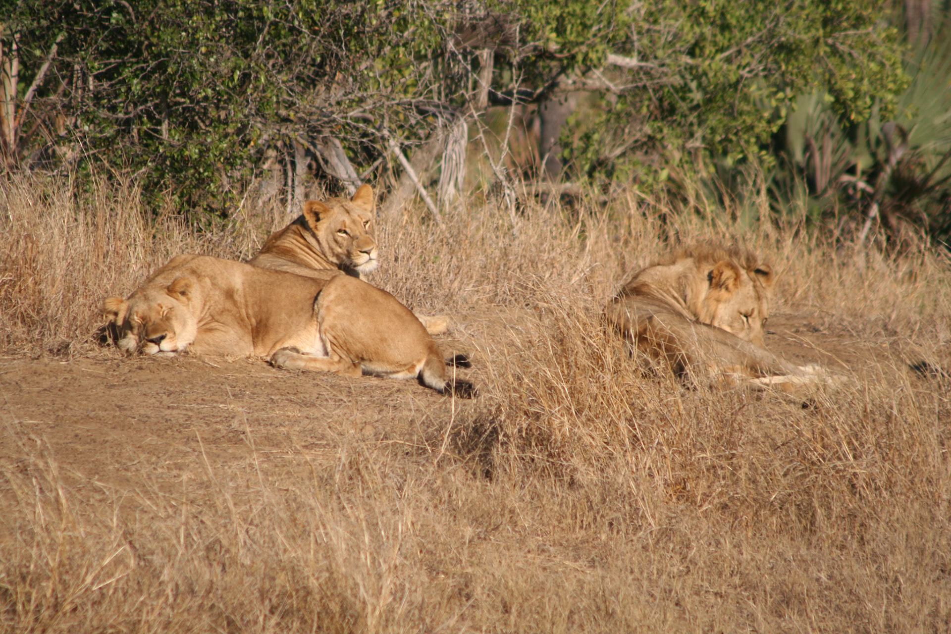 Lions