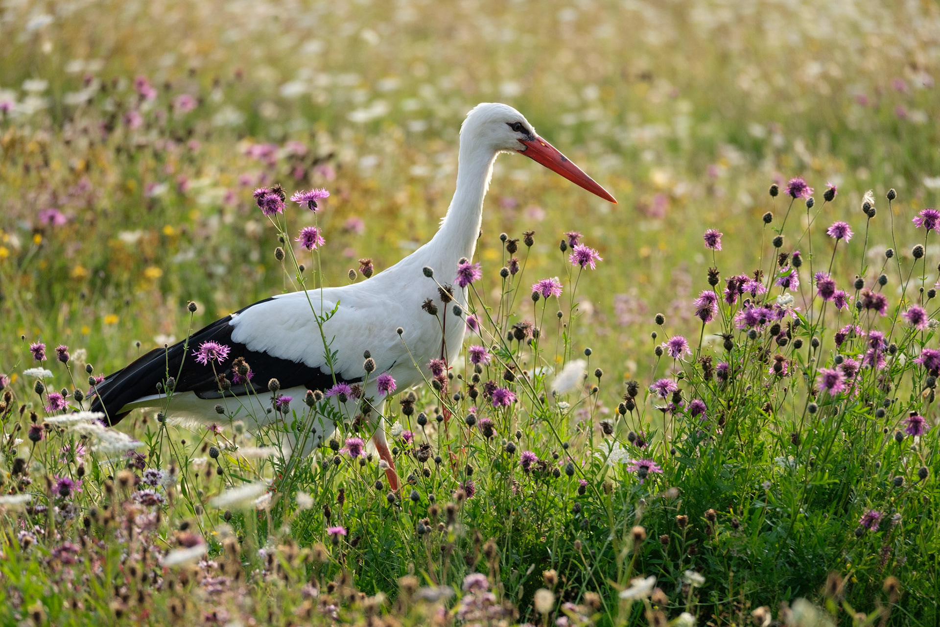 European stork