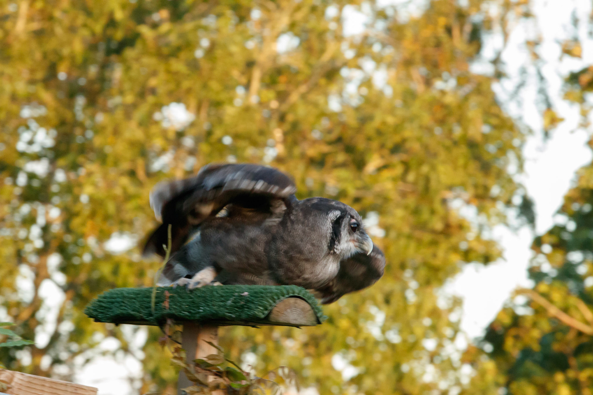 Verreaux’s eagle owl
