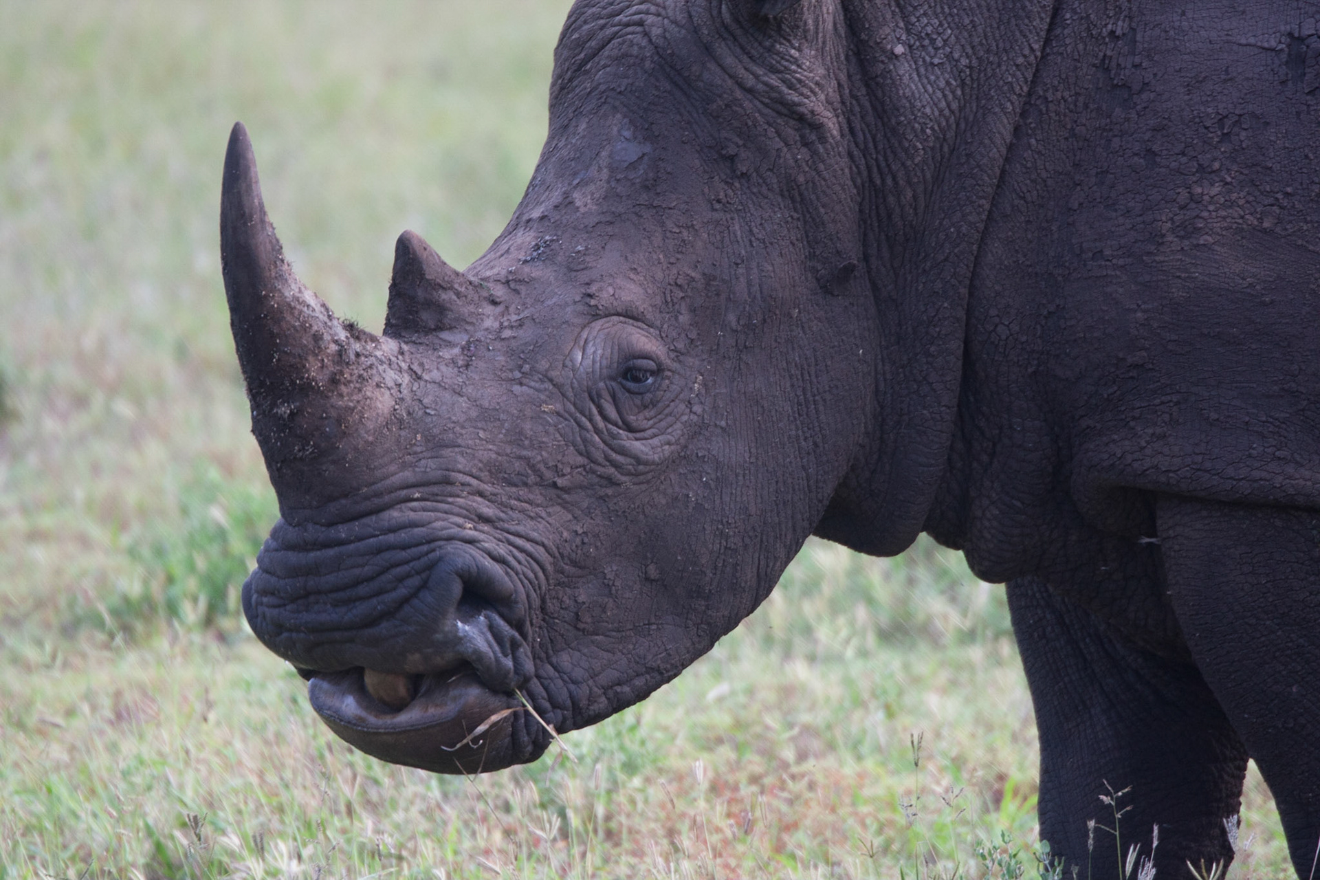 White rhino