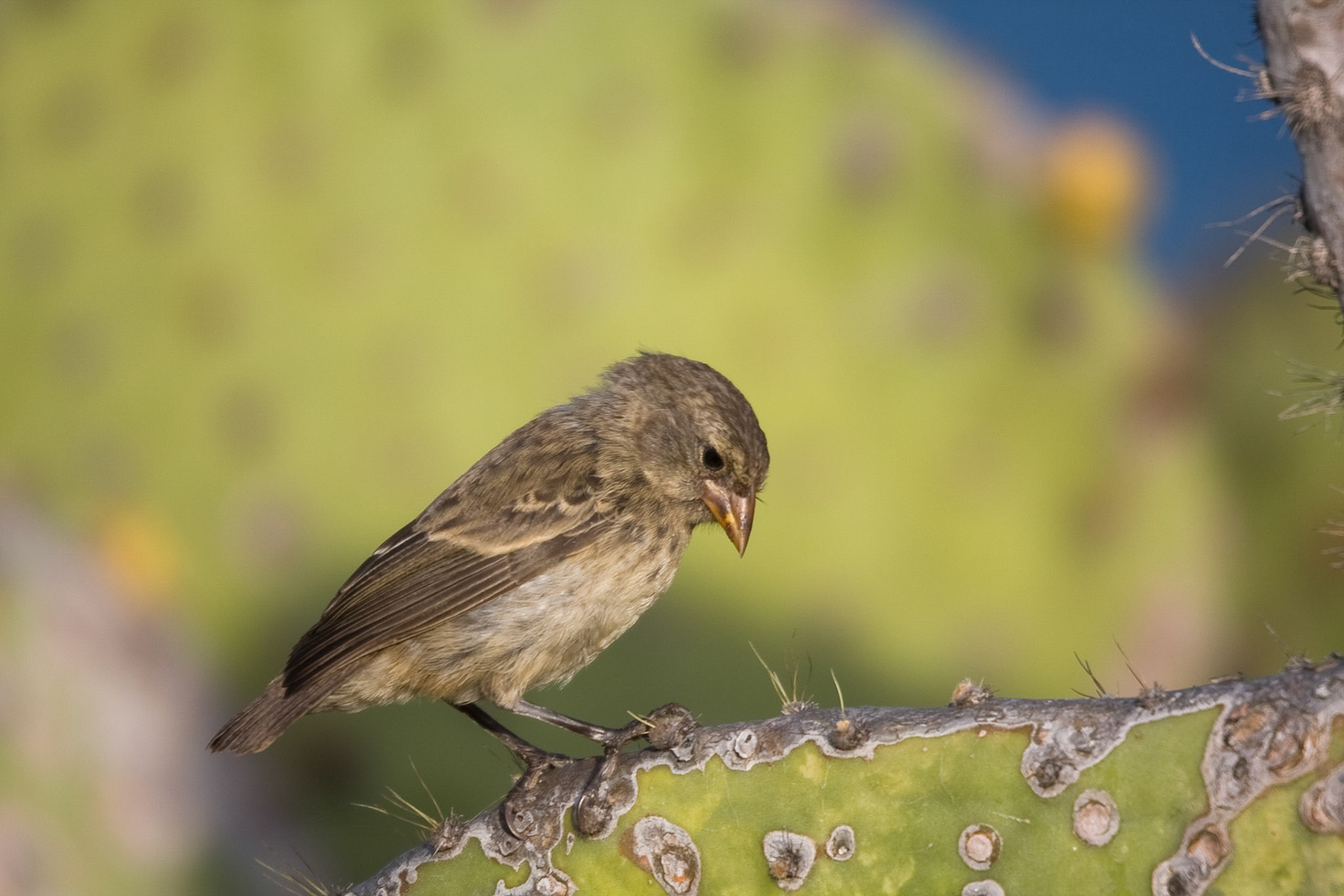 Cactus finch