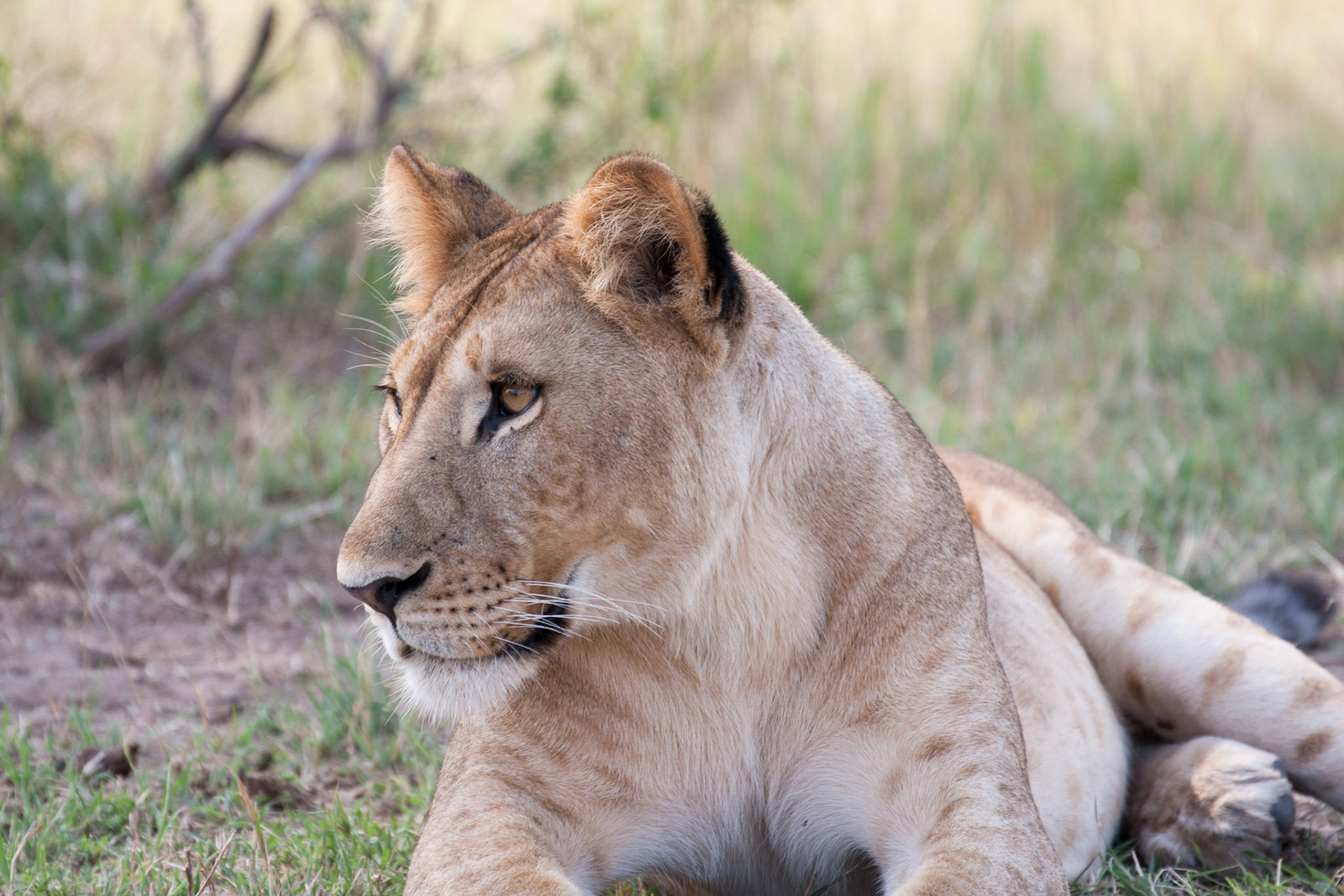 Lion