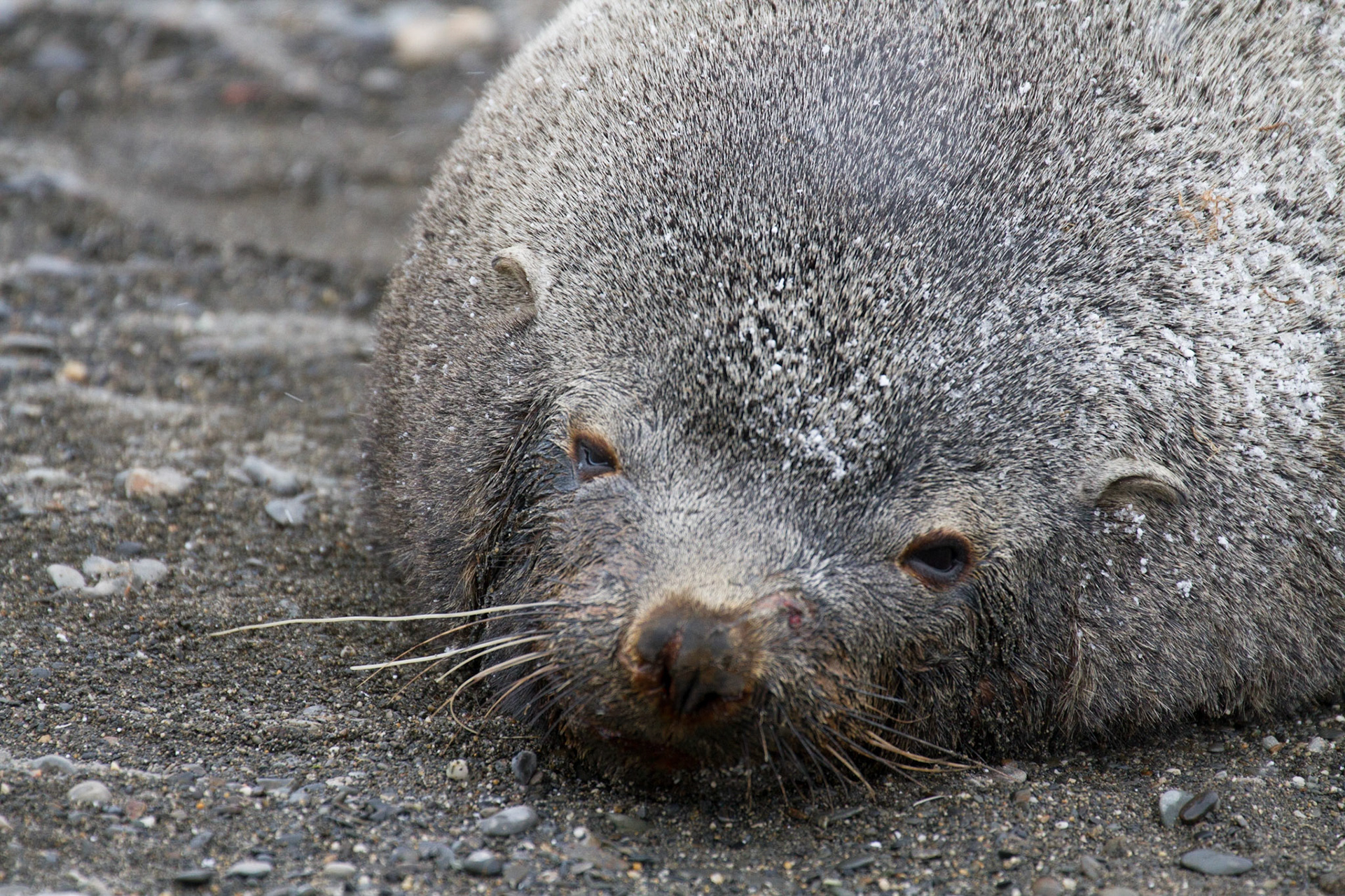 Fur seal